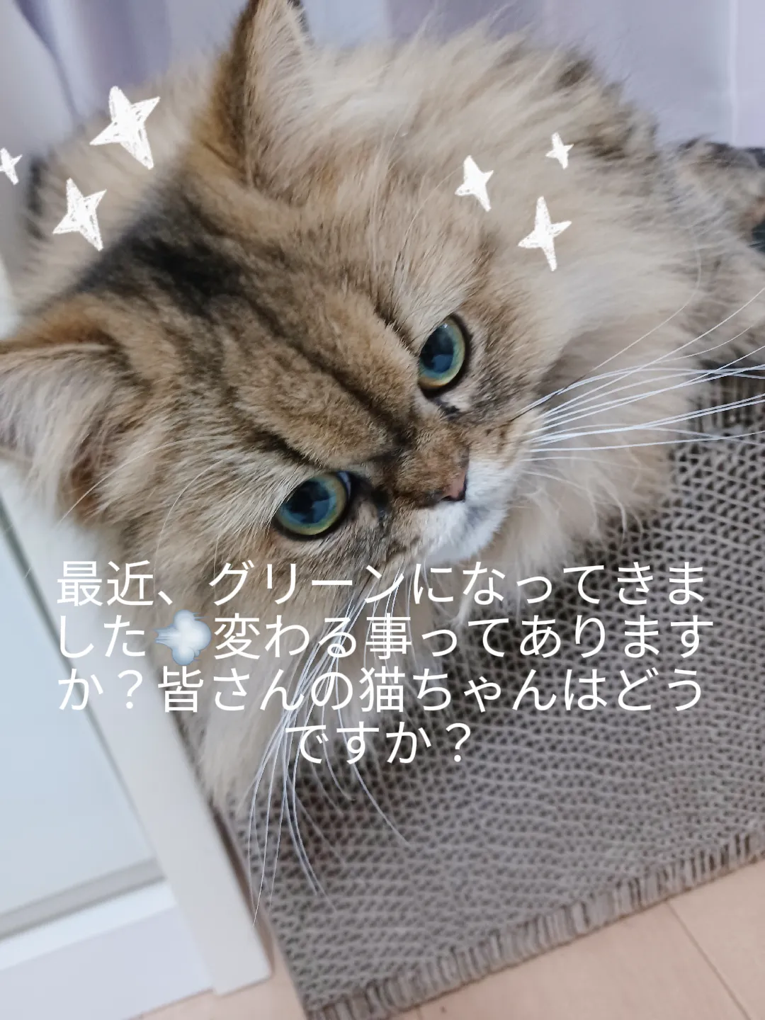ビオラ(パープル)幅広シュシュ、わんちゃん猫ちゃん用 ビオラ(パープル)幅広シュシュ、わんちゃん猫ちゃん用