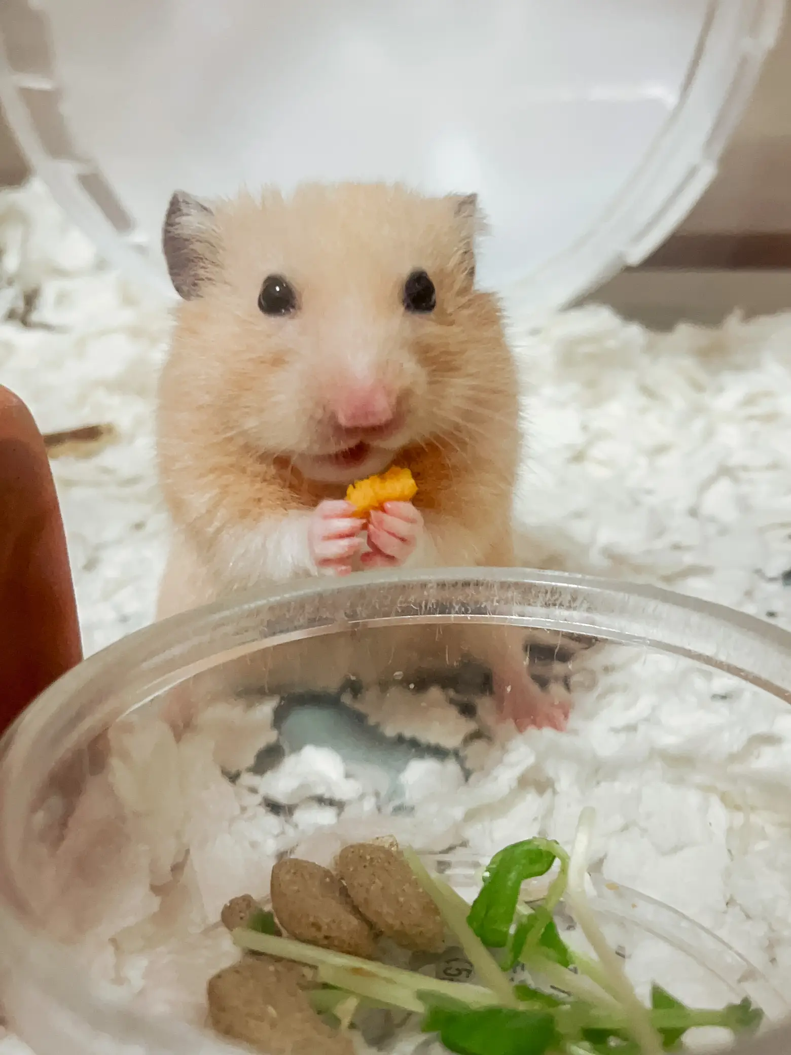 Favorite food clearance of hamster