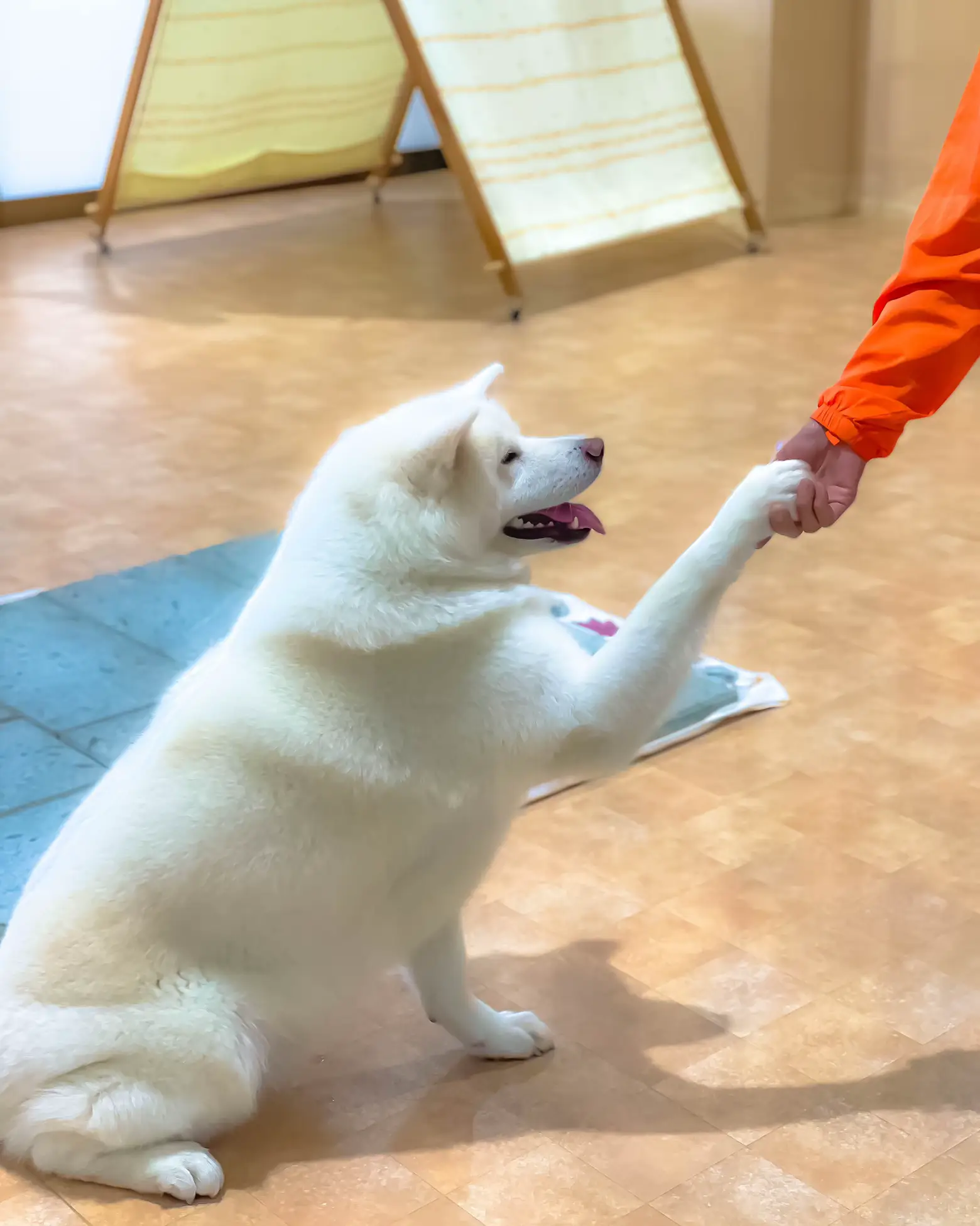 秋田】その絆プラチナ級✨秋田犬の魅力と渋谷駅の記憶😳幸せのローズガーデン💕 | yukimimiが投稿したフォトブック | Lemon8