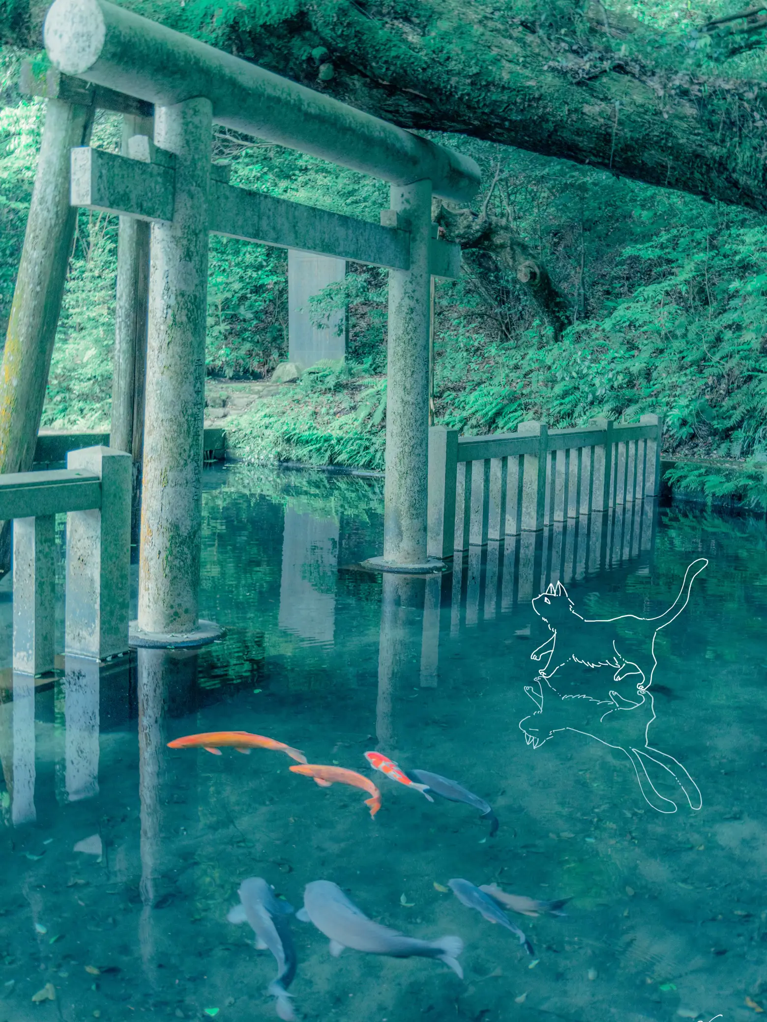 夏の日本庭園の池に鯉と赤い橋♪♪かもの親子 -