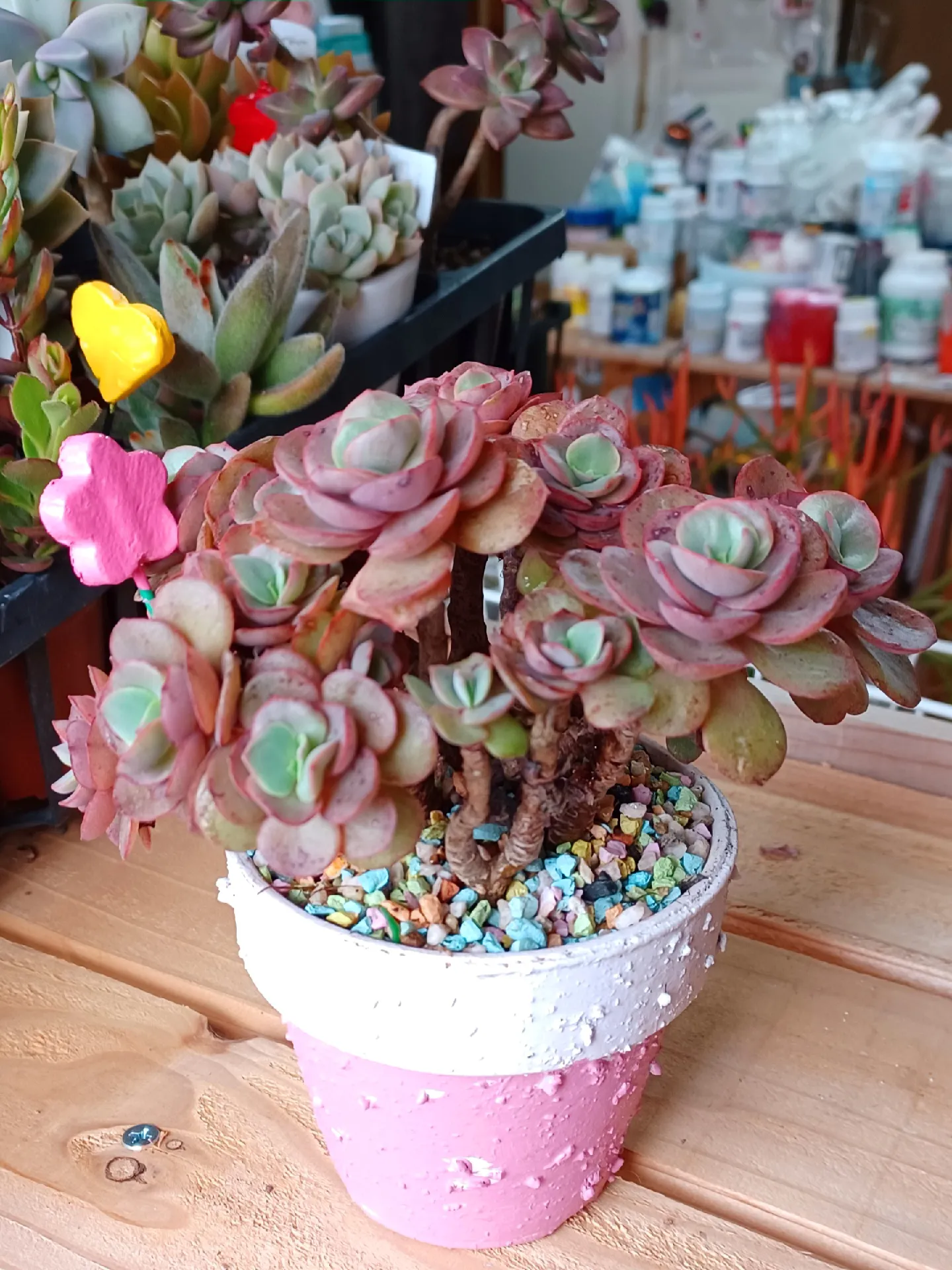 輸入苗5種100苗セット(B) カット苗 おまけ付 寄せ植えに! 多肉 輸入苗5種100苗セット(B) カット苗 おまけ付 寄せ植えに! 多肉
