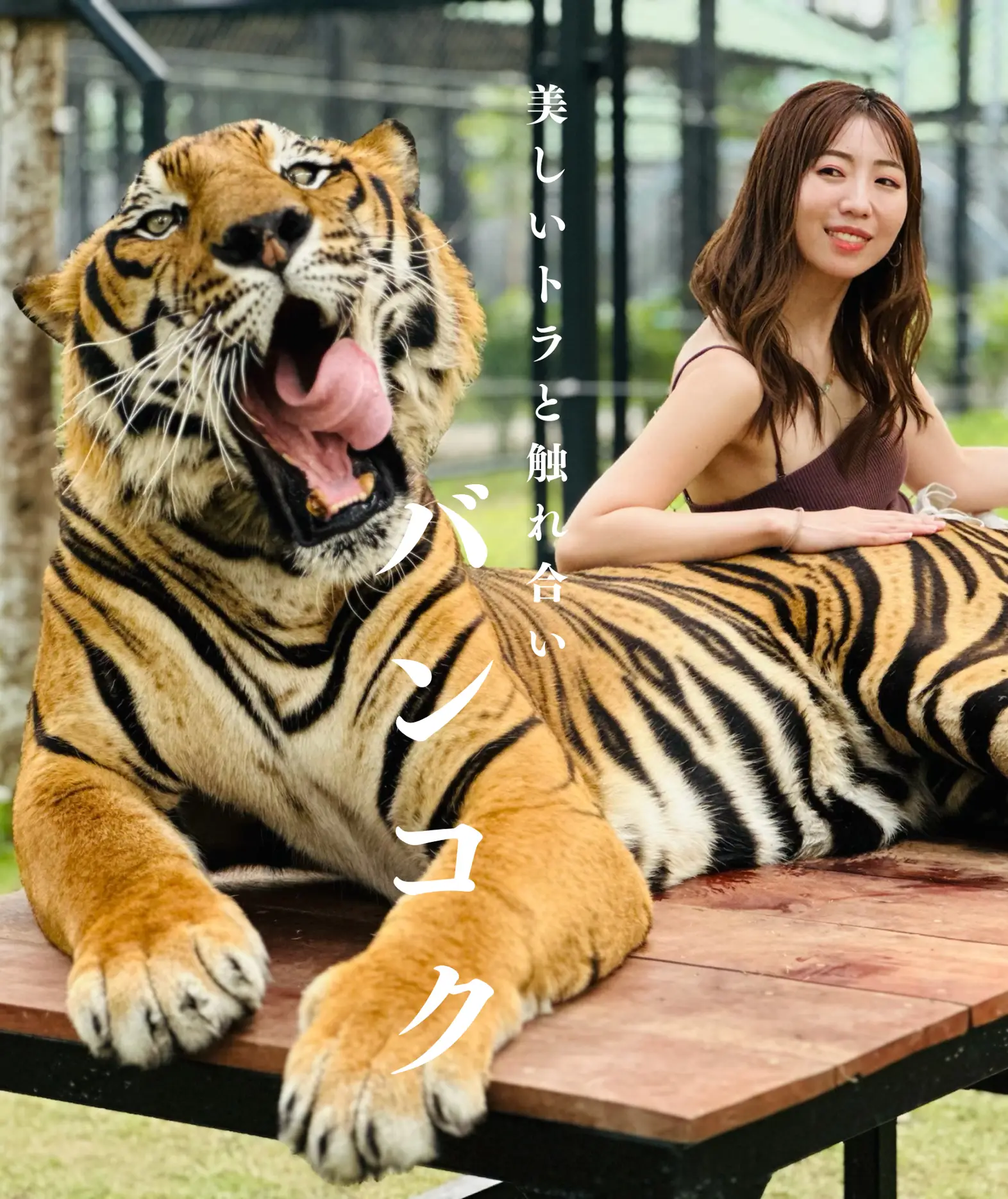 🇹🇭】美しすぎるトラ🐅施設も綺麗✨日本人はまだ知ってる人が少ない！？ | 美容ナースの休日旅が投稿したフォトブック | Lemon8