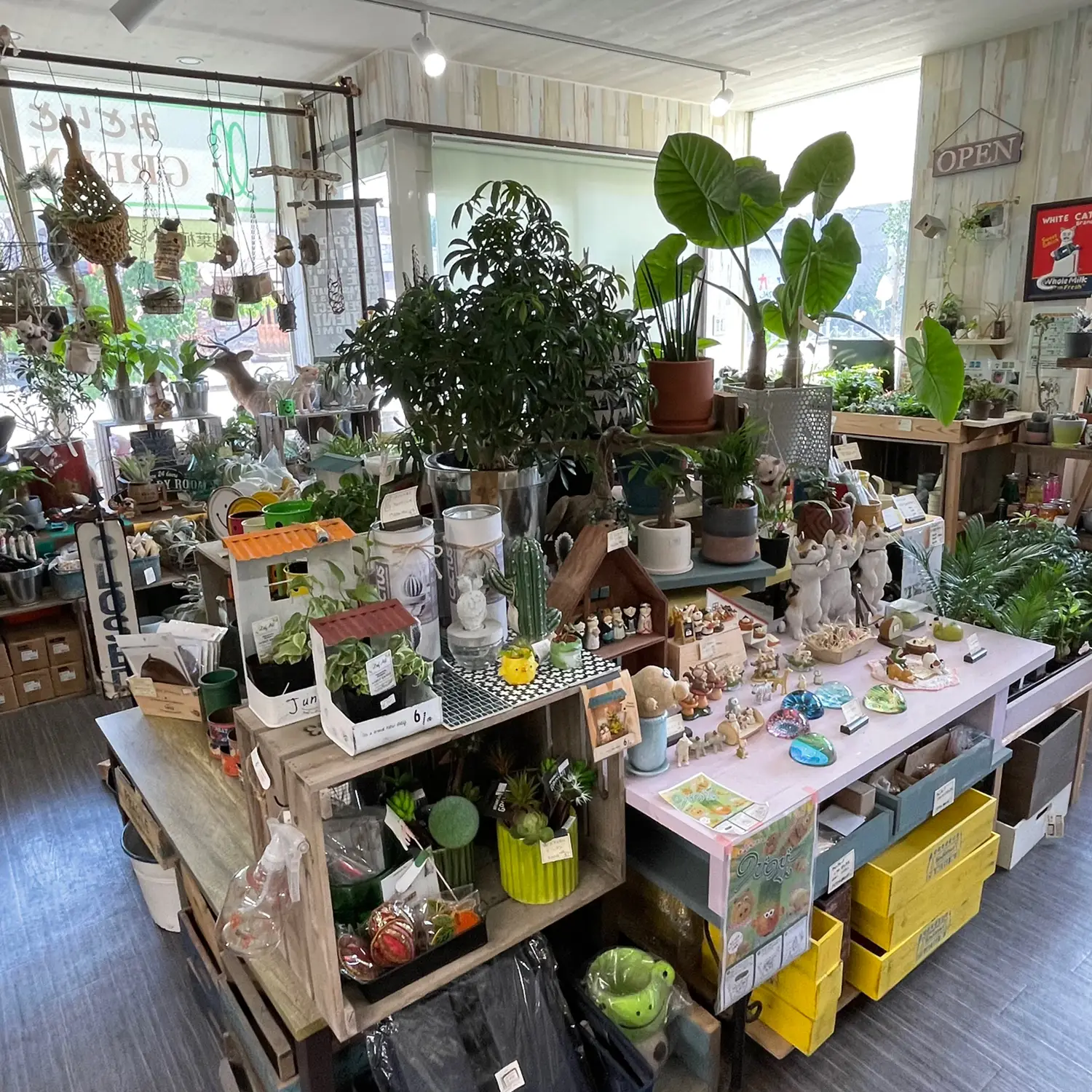 オススメ観葉植物のお店】 みどりと雑貨のお店 Green Rabbit