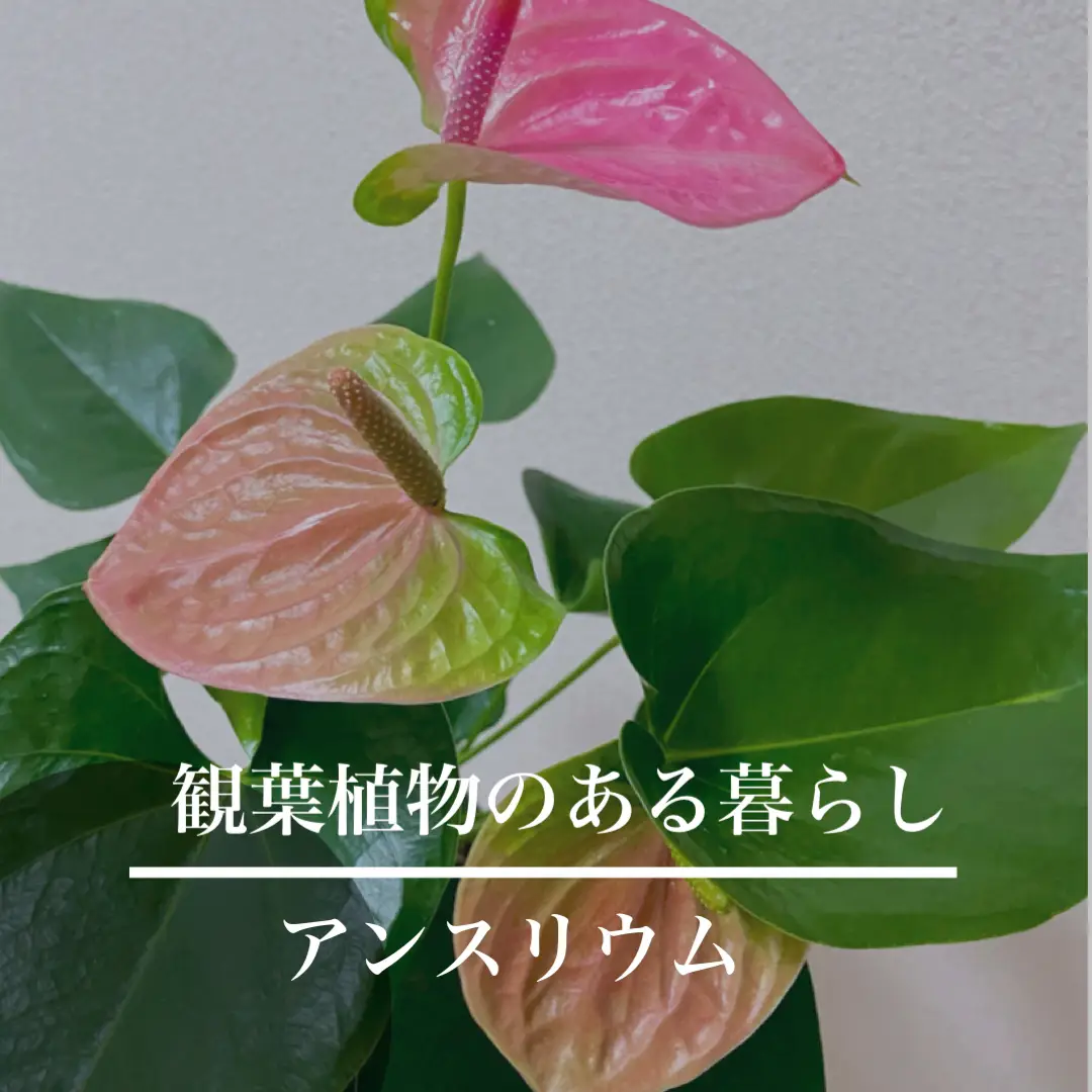 Anthuriums - Lemon8検索