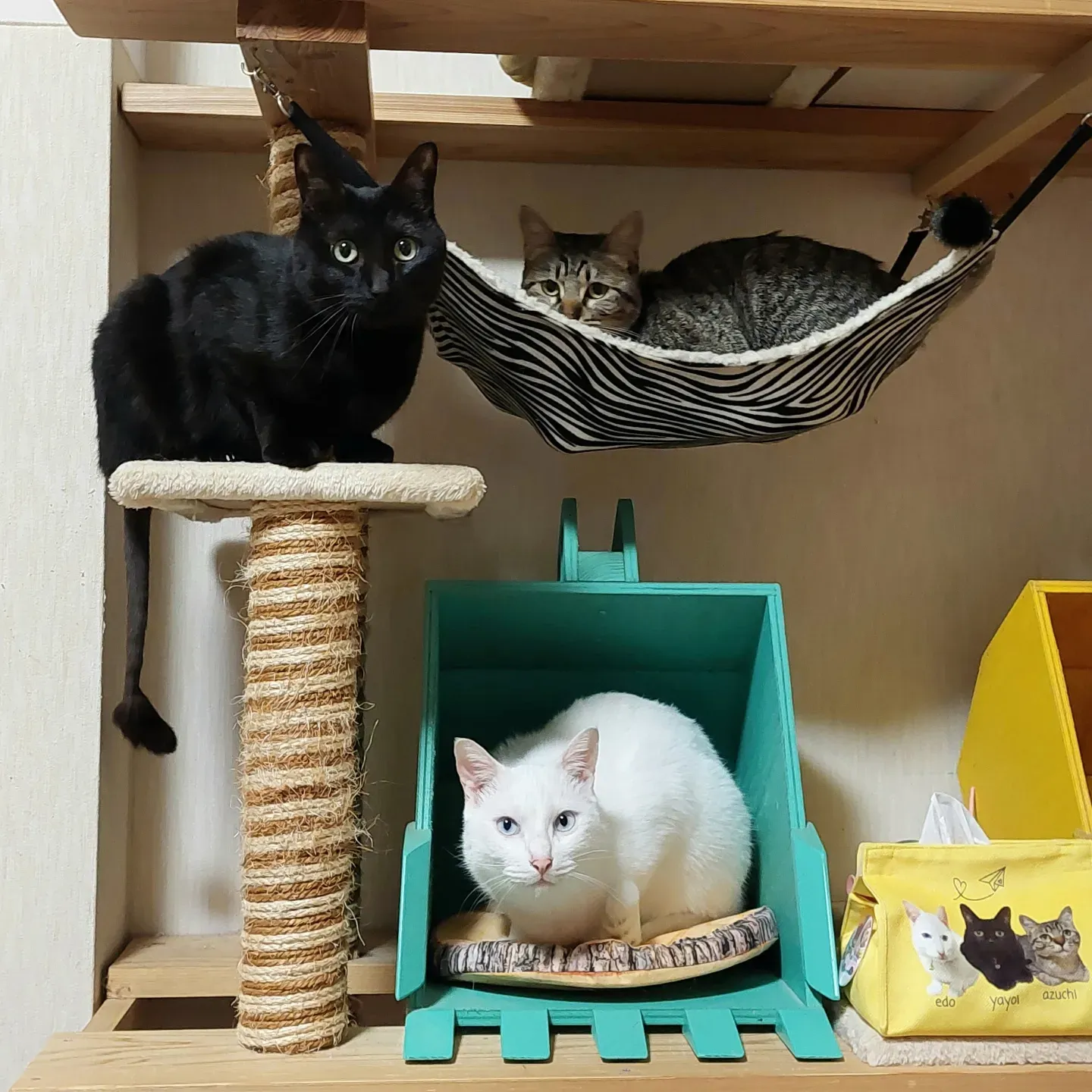 甘えん坊の猫ちゃんハンドメイド 甘えん坊の猫ちゃんハンドメイド (3ニャン💖 | 愛猫と