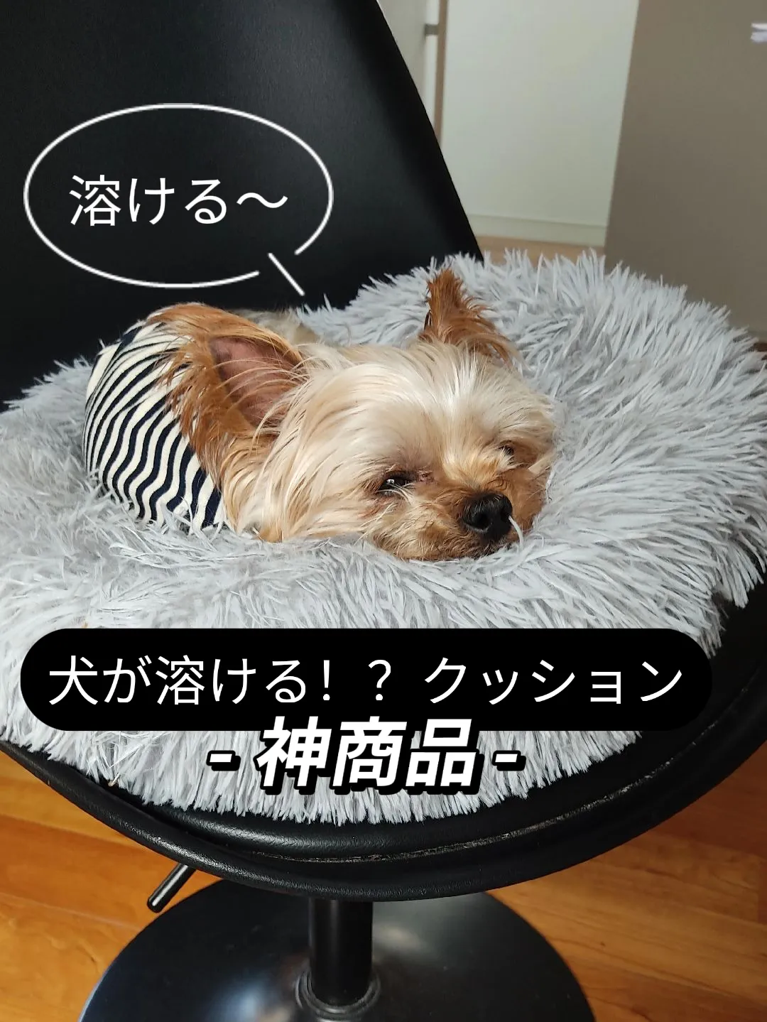 トイプードル フードボール フードボウル 犬 チワワ ヨークシャテリア