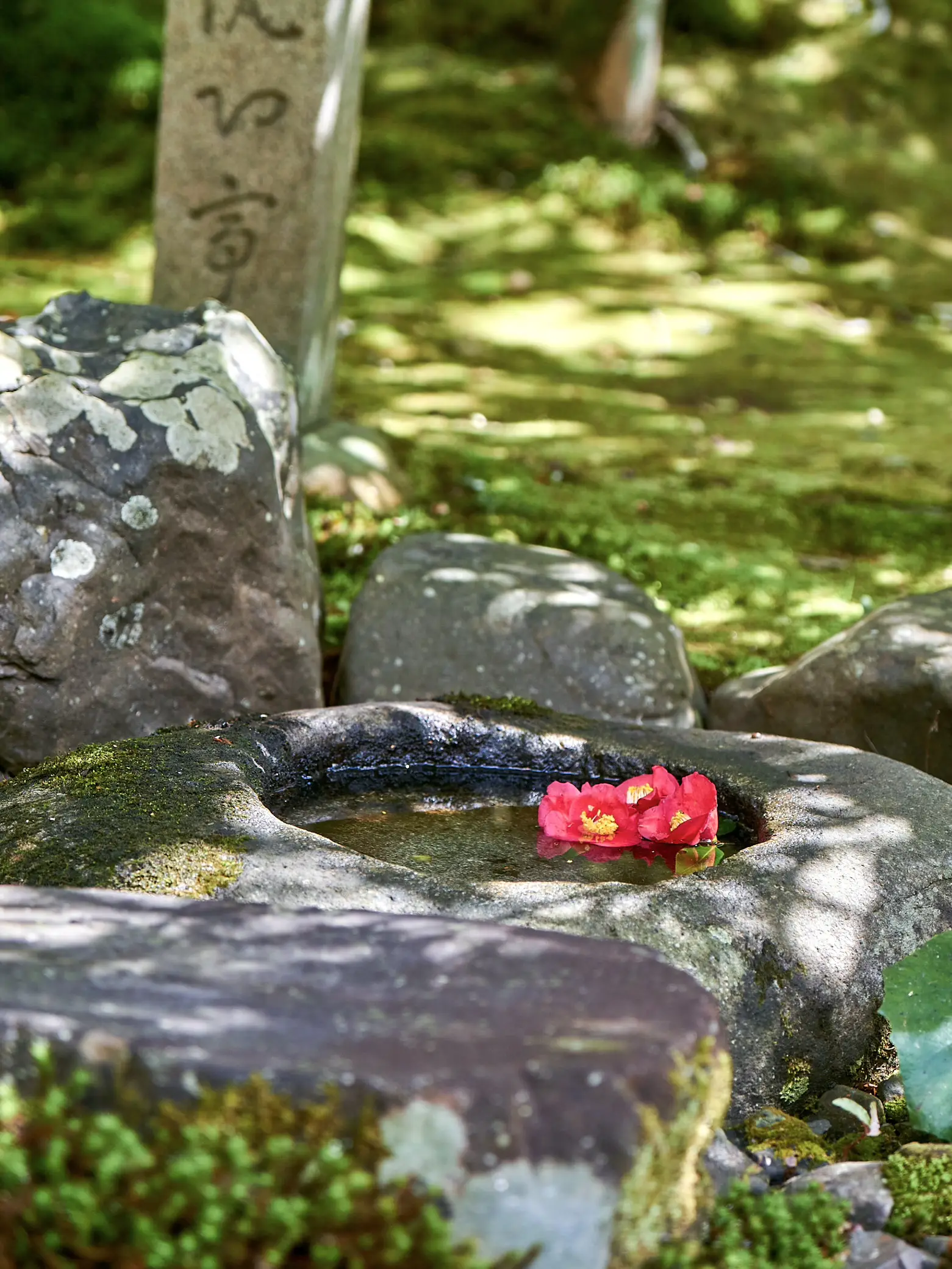 期間限定公開】霊鑑寺の椿（京都） | bird_癒しと幻想の絶景旅が投稿