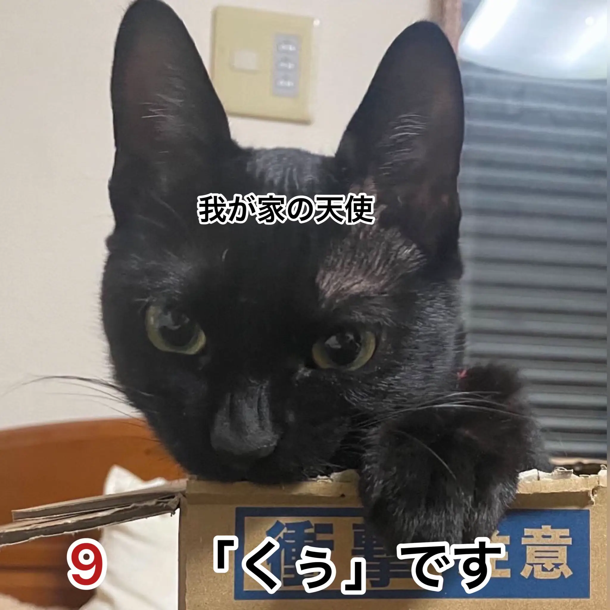 野良猫の写真を送りす - アート/写真