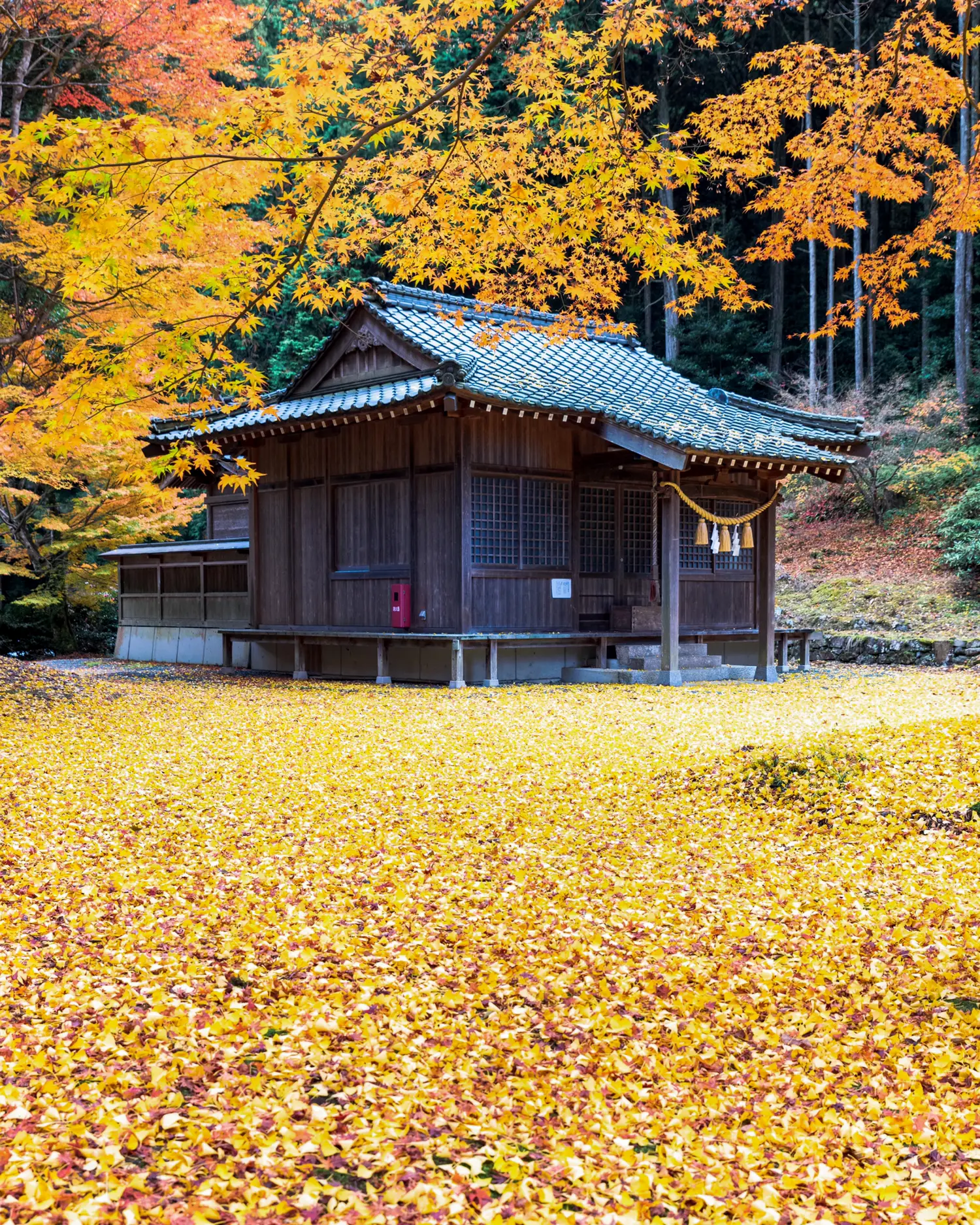 愛媛県】おすすめ紅葉スポット🍁 | tomoが投稿したフォトブック | Lemon8