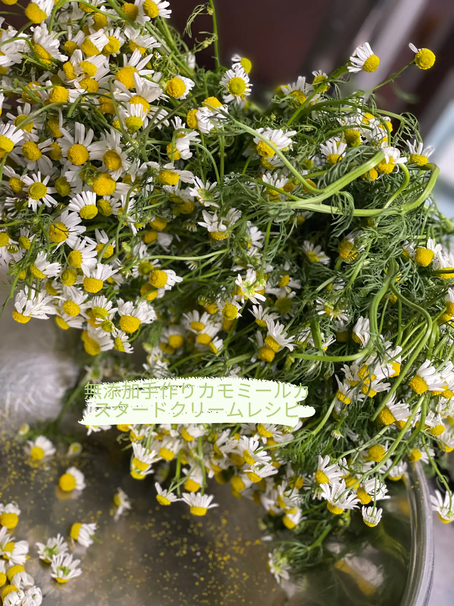 Handmade Chamomile Custard Cream Recipe | Gallery posted by