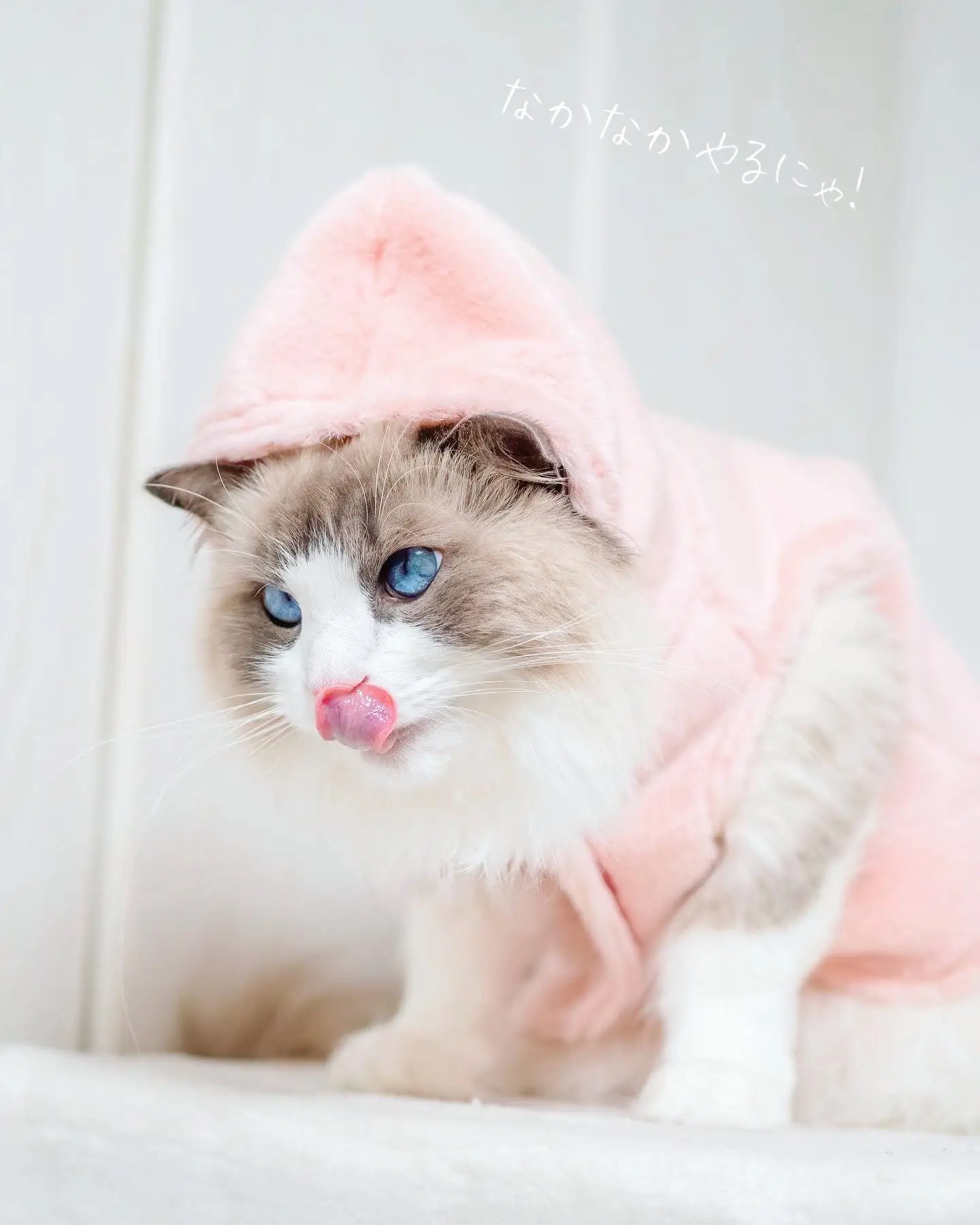高級ファーVS長毛猫 | ぱるのえ♡北海道で暮らす犬と猫が投稿した 