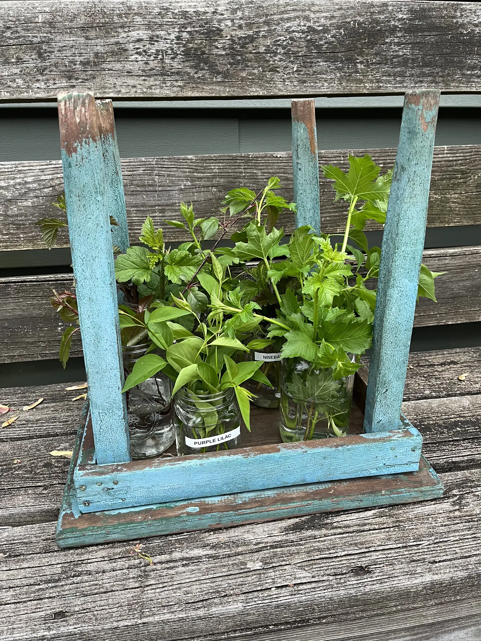 plant junkie 🪴🤎 แกลเลอรีที่โพสต์โดย Bradi Yoder Lemon8