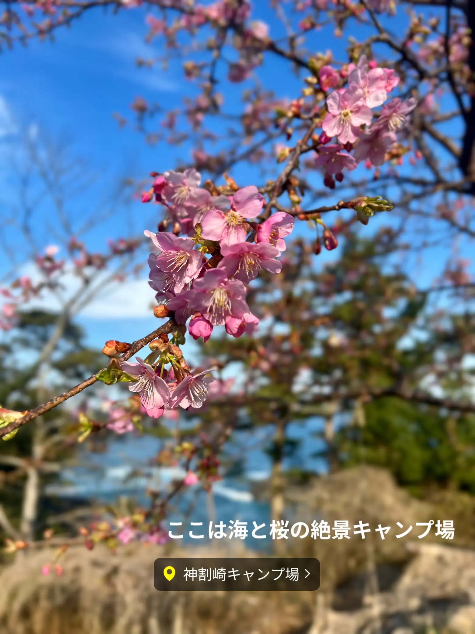 神割崎 桜が咲いてお花見キャンプ〜神割崎キャンプ場〜 | u_ba_worldが投稿したフォトブック | Lemon8