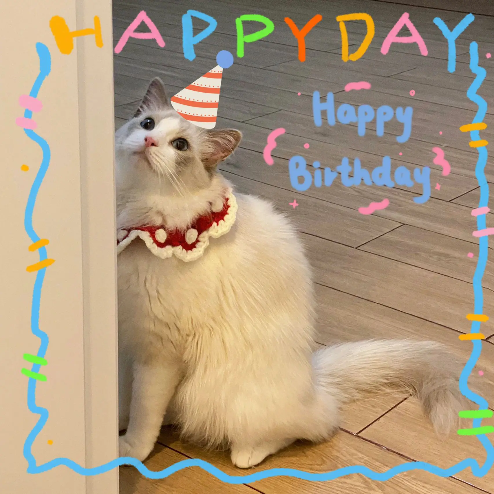 うちの子猫ちゃん🐈お誕生日🎂 | Akira_TTが投稿したフォトブック | Lemon8