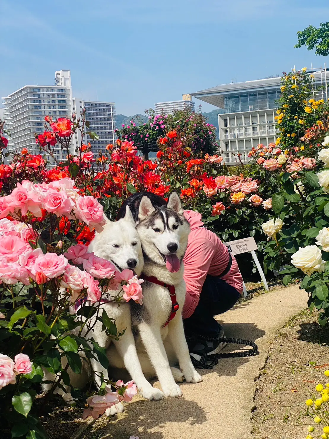 守山バラ園 ペット