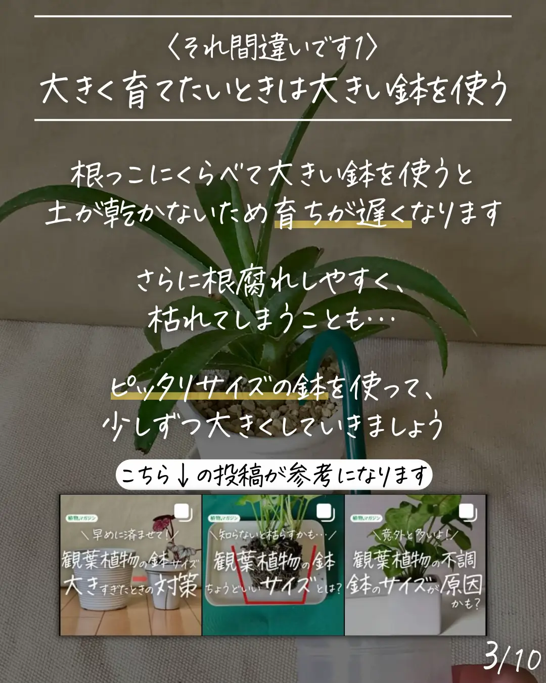 みんなで確認しよう！〉観葉植物の育て方 それ間違いです！ | しゅう