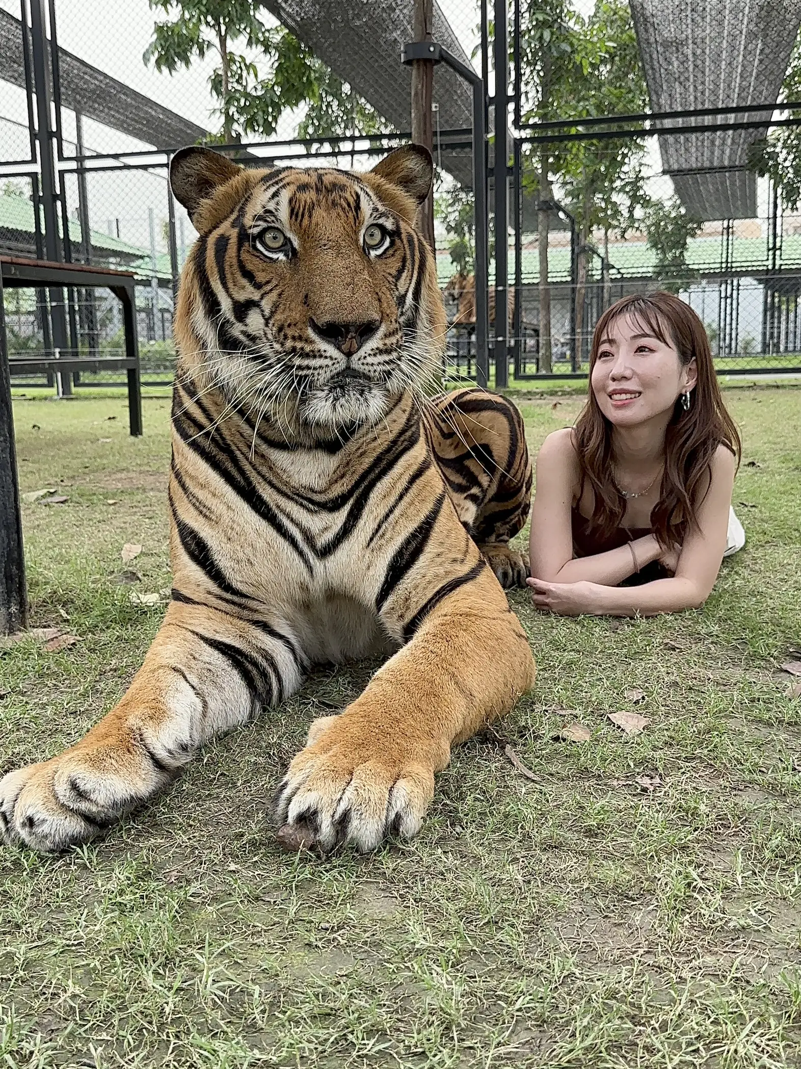 🇹🇭】美しすぎるトラ🐅施設も綺麗✨日本人はまだ知ってる人が少ない！？ | 美容ナースの休日旅が投稿したフォトブック | Lemon8