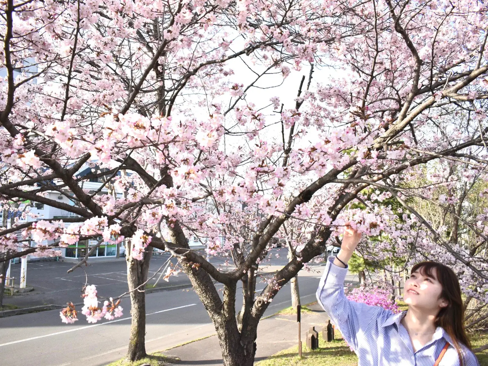 自己流写真の撮り方『桜』と『人』の画像 (2枚目)