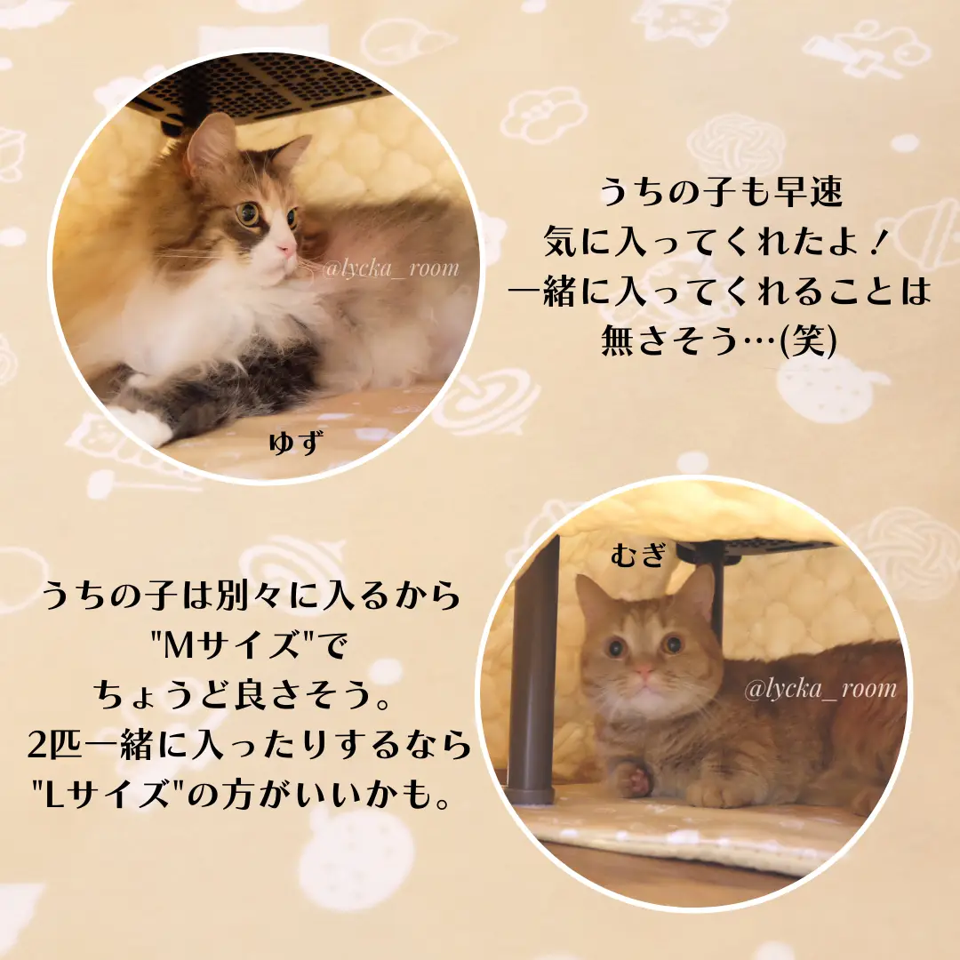 猫用こたつ - Lemon8検索