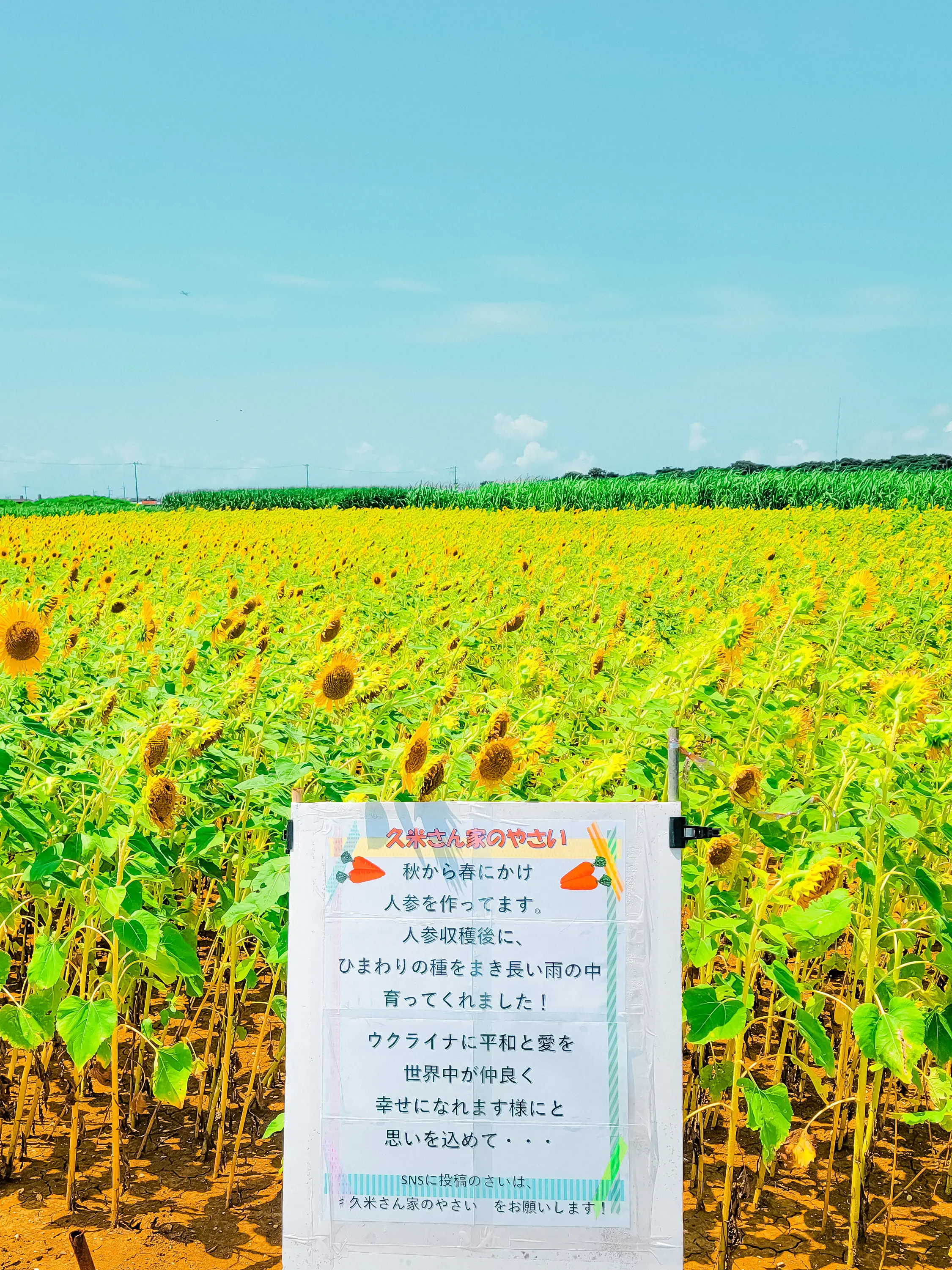 Okinawa 】 Super secret spot! This summer, the sunflower field