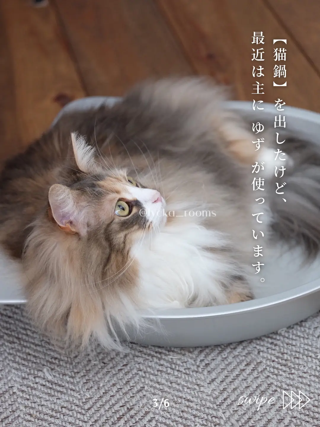 猫のいる生活〗猫鍋のある生活 | りゅっか𓍯猫と暮らすお家が投稿したフォトブック | Lemon8