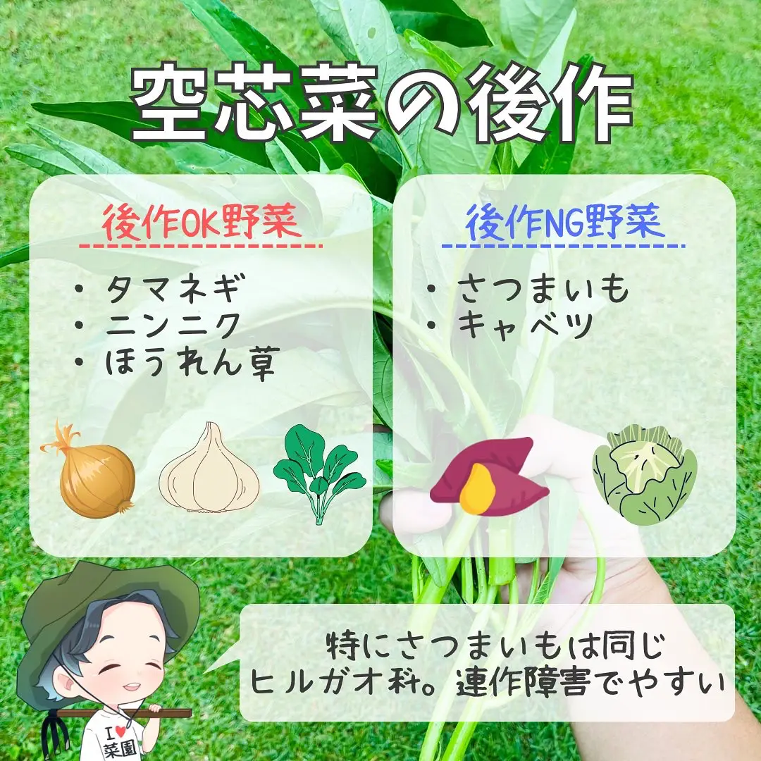 夏野菜の後作何植える？ | ばう|小さな家庭菜園役立つ情報が投稿した