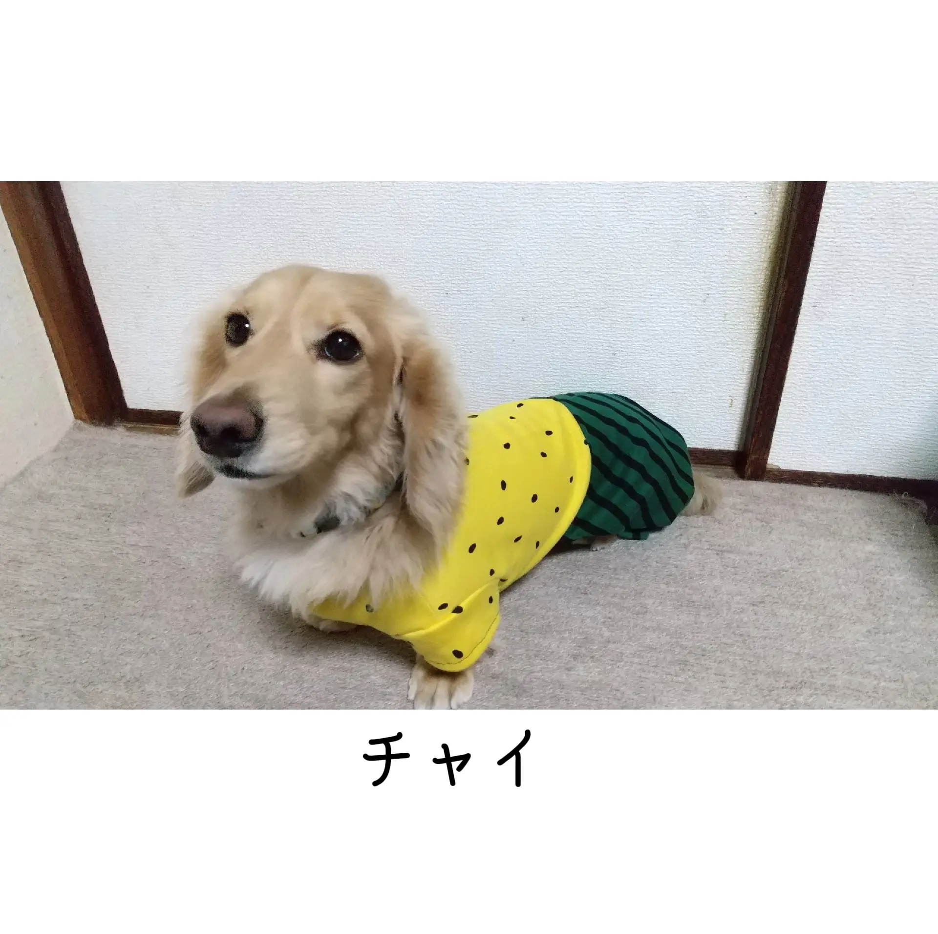 スイカ柄犬服 | kei_chai_noiが投稿したフォトブック | Lemon8