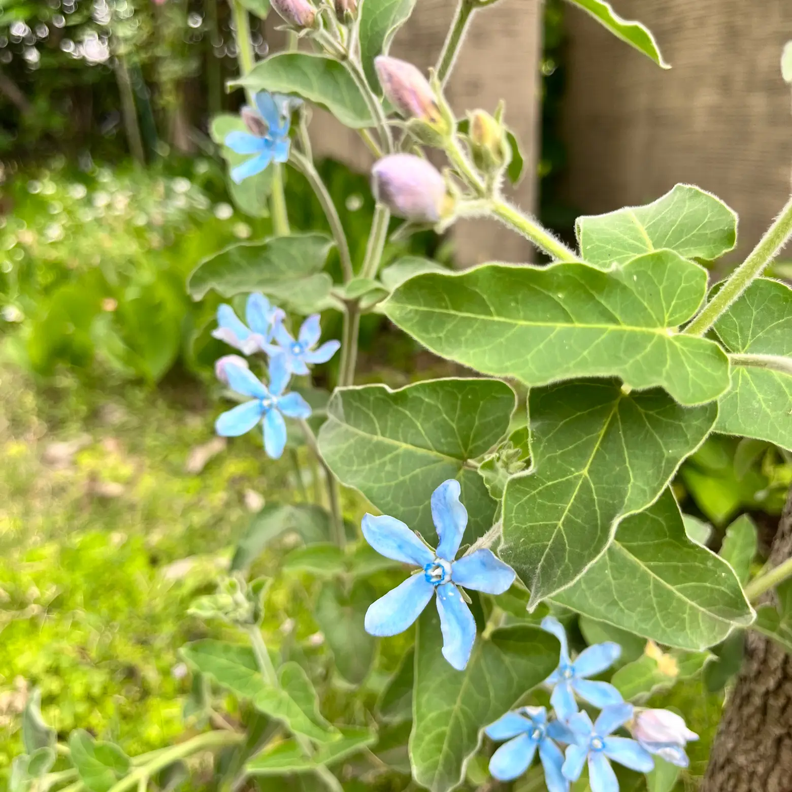 庭の花木 ブルースター 星型のお花が可愛い | atsuが投稿したフォト