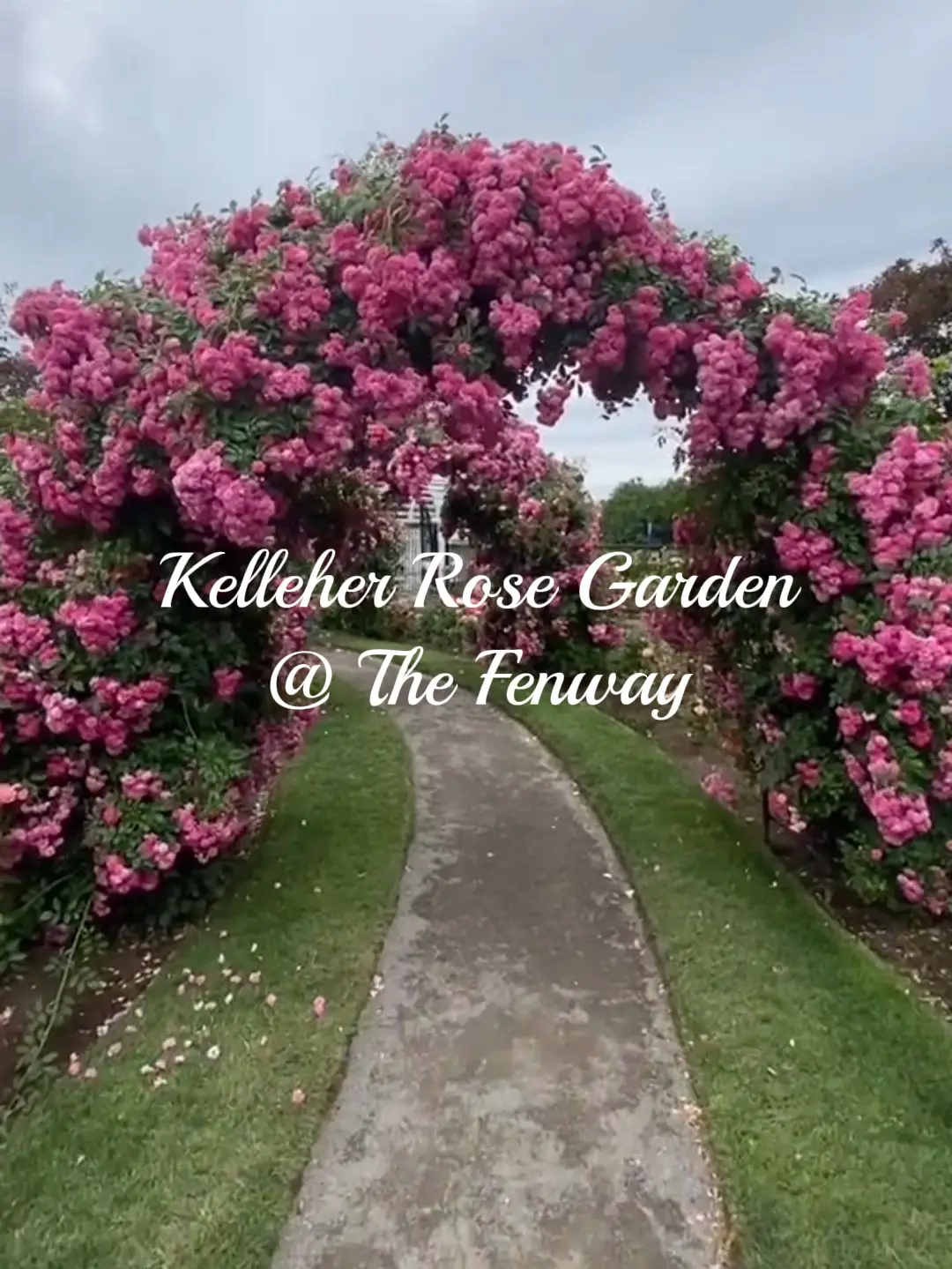 James P Kelleher Rose Garden - All You Need to Know BEFORE You Go (2024)