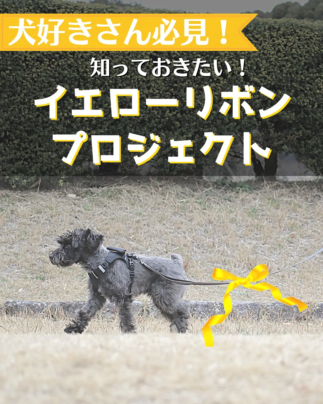 犬好きさん必見！イエローリボンプロジェクト！ | DogFulnessが投稿したフォトブック | Lemon8