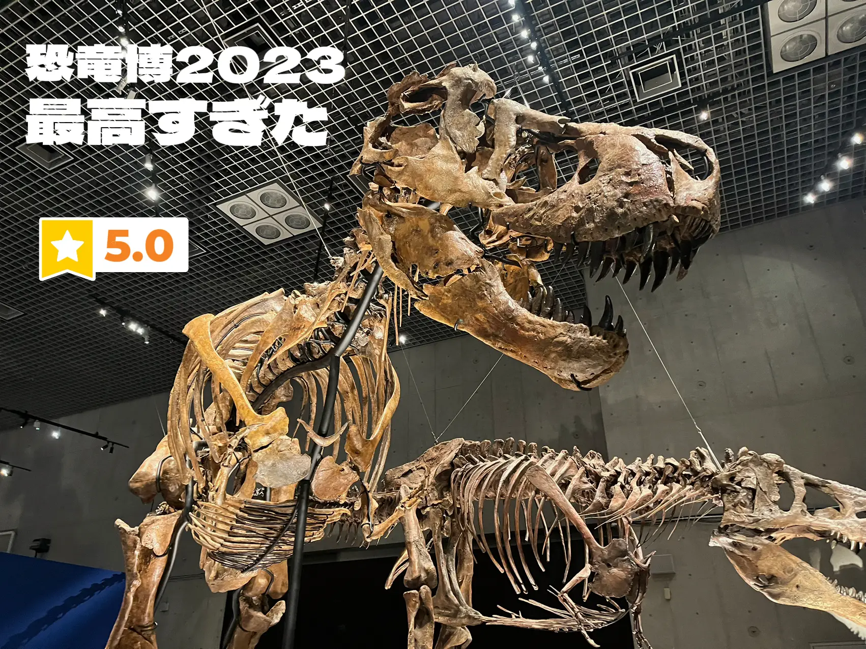 恐竜博2023最高🦕 | メロンエイトが投稿したフォトブック | Lemon8