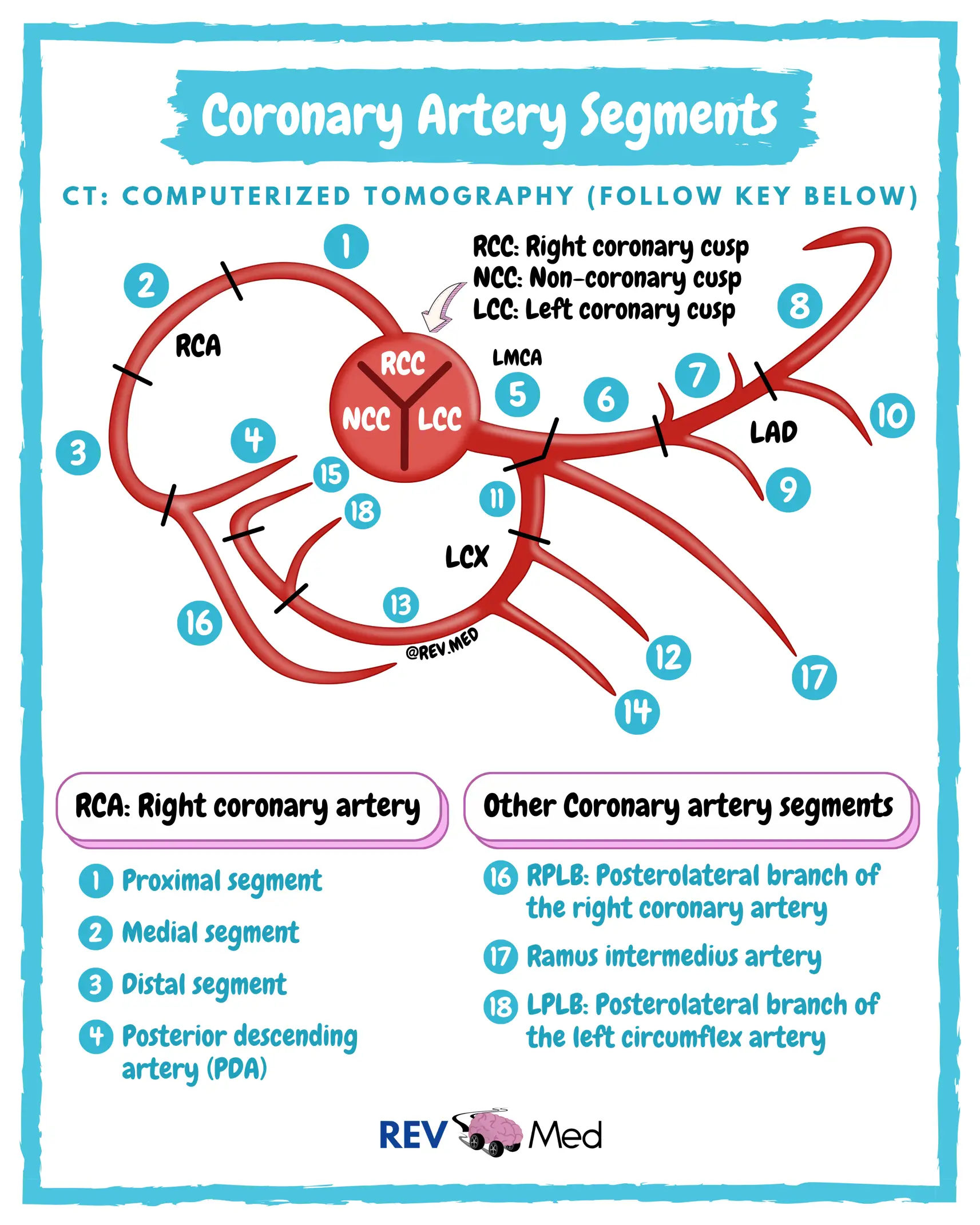 ECG Leads & Coronary Artery (Anatomy) | Gallery posted by REV MED | Lemon8