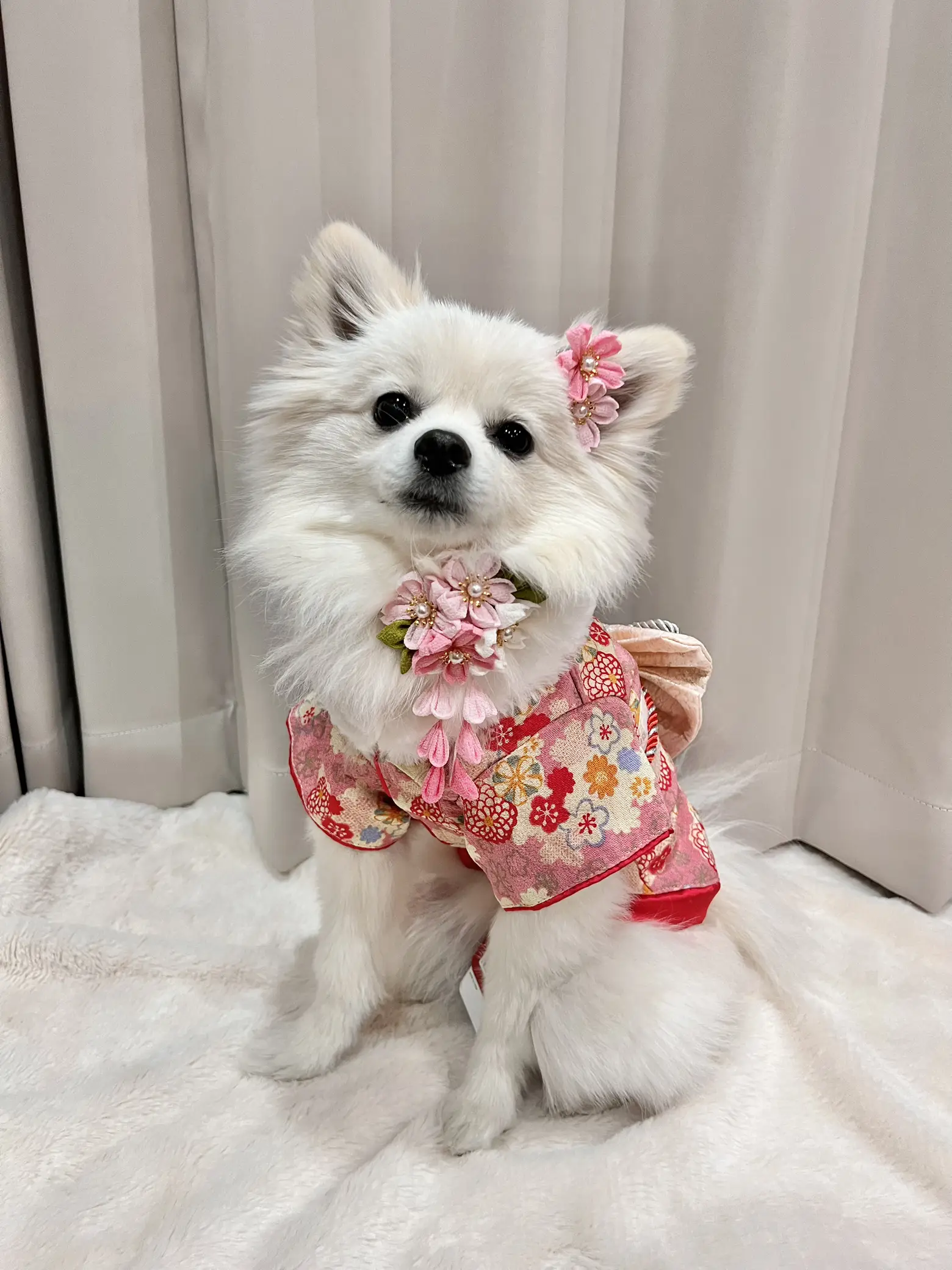 Dressed hotsell up pomeranian