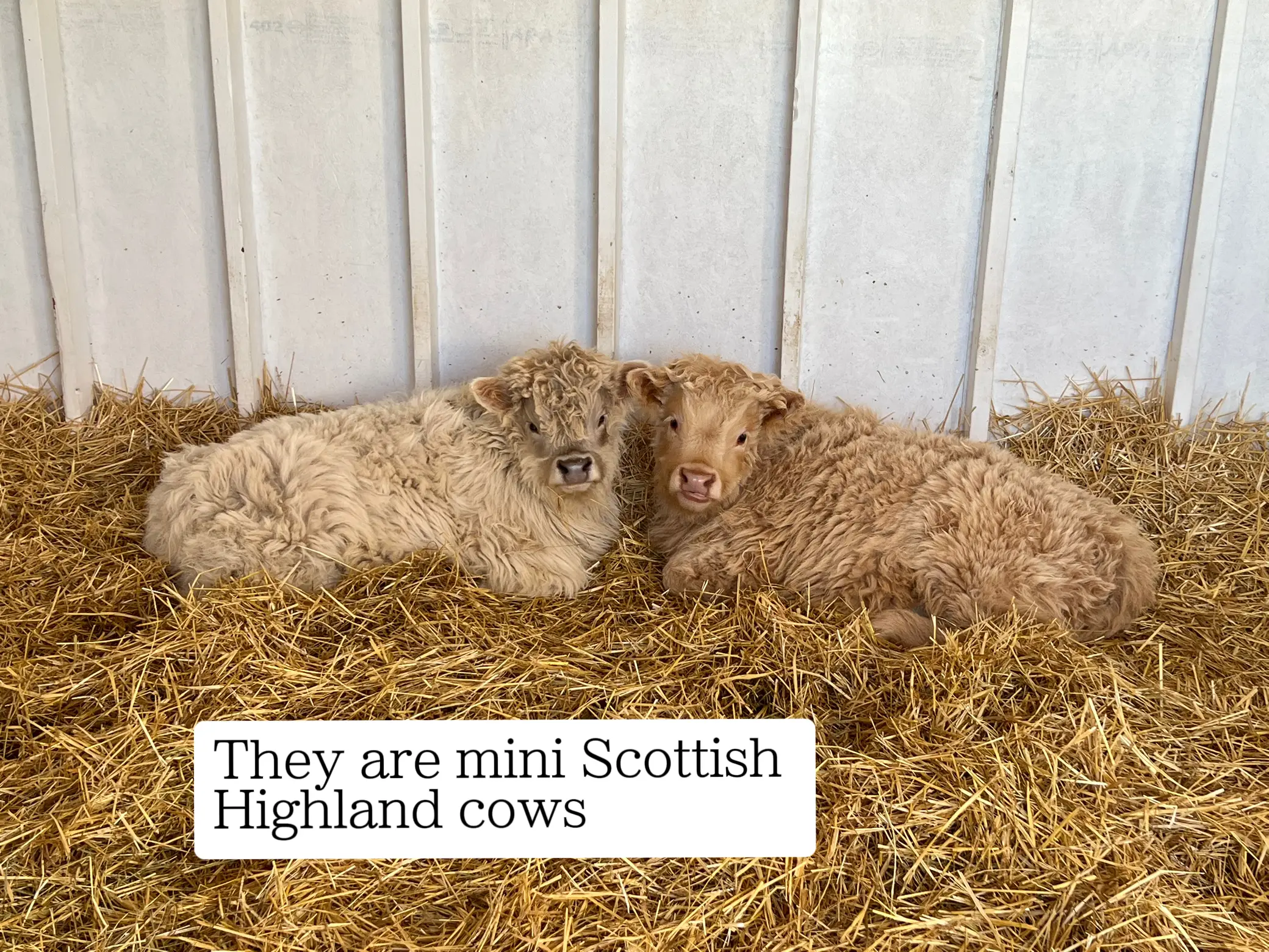 Spoiled' Mini Highland Cow That Acts Like a Dog Is Just Too Cute