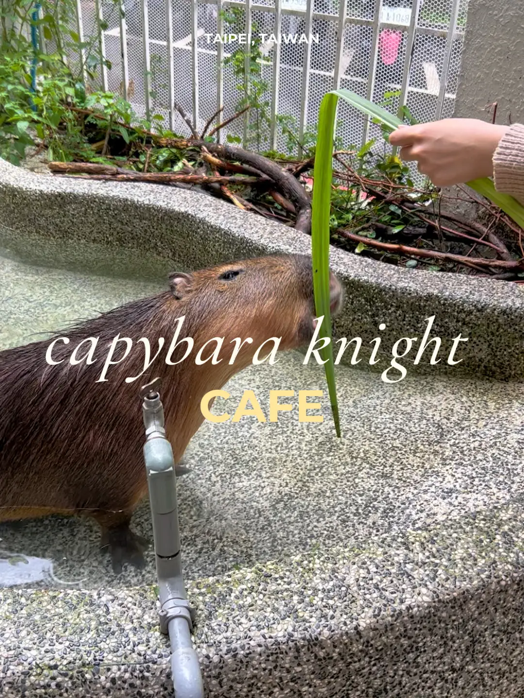 the CUTEST capybara experience!!, Gallery posted by sam ♡