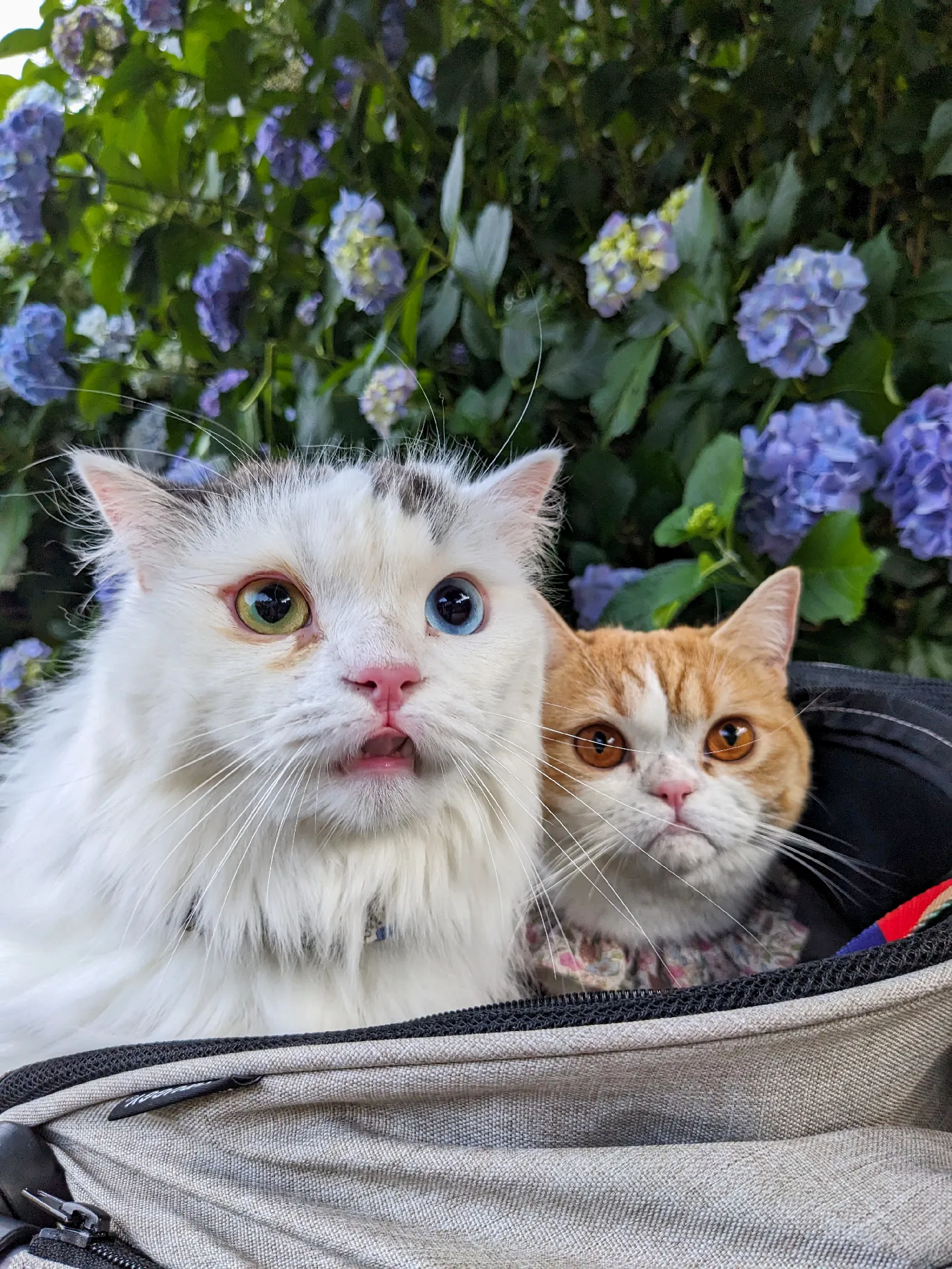 猫と紫陽花を見てきました☔🐸 | tete__0918が投稿したフォトブック