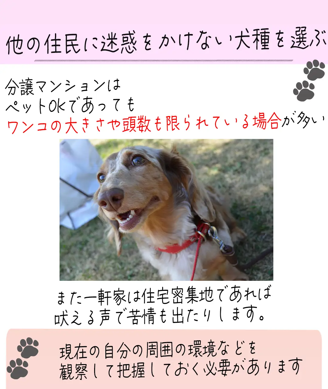 大型犬の散歩 ウェア Lemon8検索