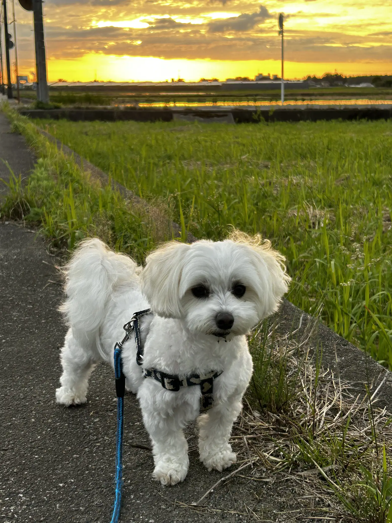 今日のくぅ🐶 | くぅが投稿したフォトブック | Lemon8