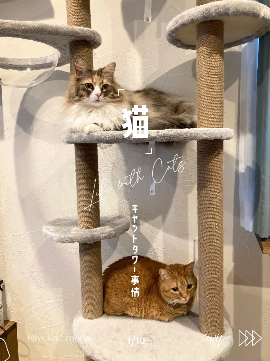 猫のいる生活〗我が家のキャットタワー事情➁ | りゅっか𓍯猫と暮らすお家が投稿したフォトブック | Lemon8