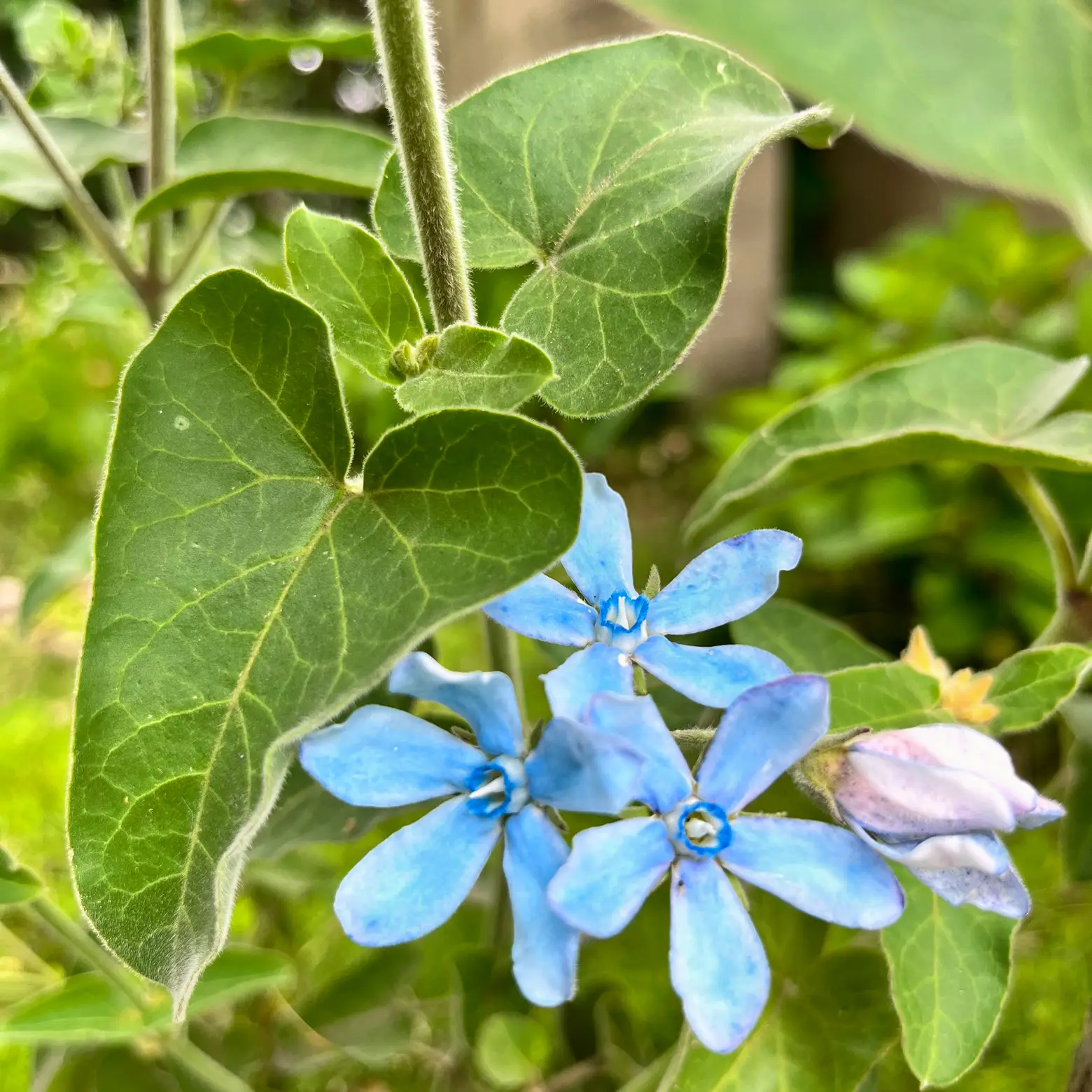 庭の花木 ブルースター 星型のお花が可愛い | atsuが投稿したフォト