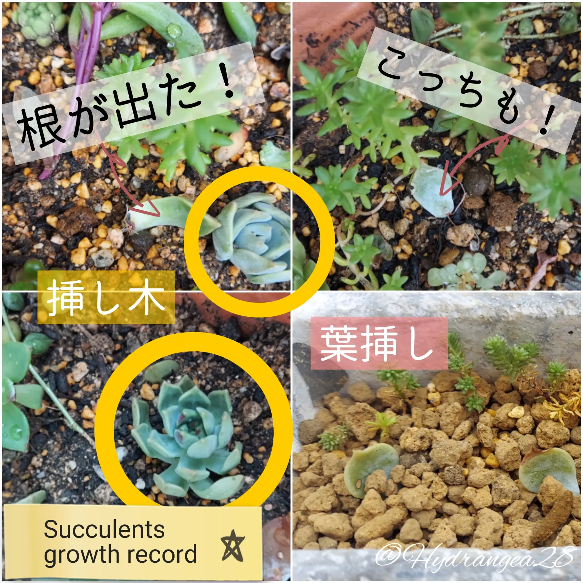 多肉植物成長記録【挿し木·葉挿し】 | Hydrangeaが投稿したフォトブック | Lemon8