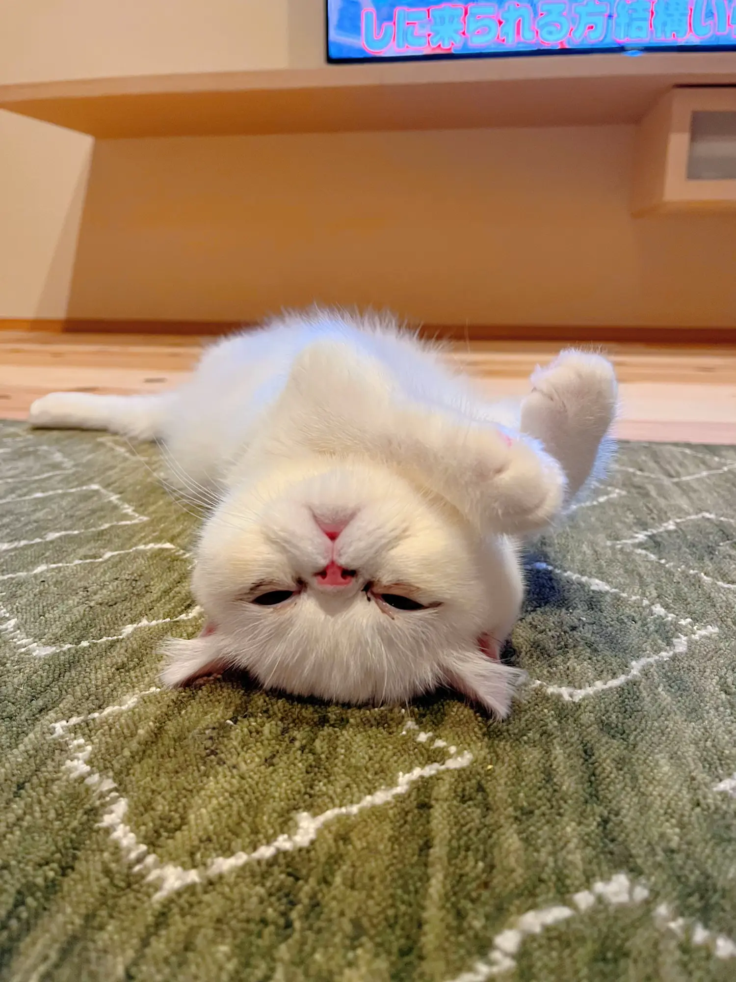 じゃれねこチャンとハート　ヘアクリップ　トラネコ じゃれねこチャンとハートヘアクリップトラネコ