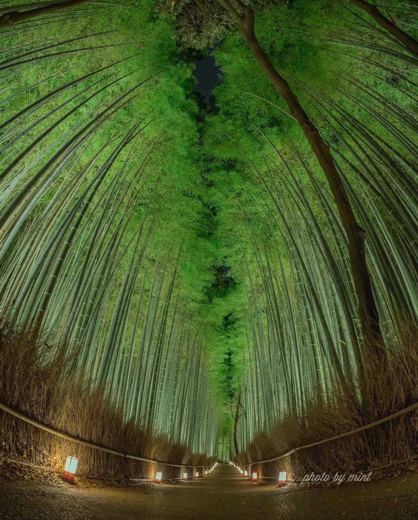 冬の絶景 京都 嵯峨野 竹林の小径 ライトアップ✨🌿 | mint京都と関西