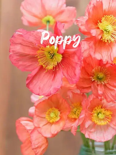 How to Draw Poppies: Step-by-step instructions for drawing 13 beautiful  poppy flowers, Line Drawing Flowers, Reference Guide for any Hobbyist or