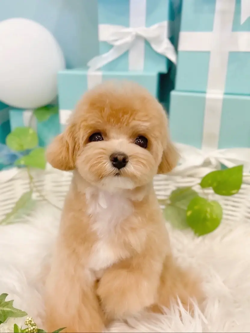 ❤プロも愛用する本格的な6点フルセット❣初心者でもトリミングし