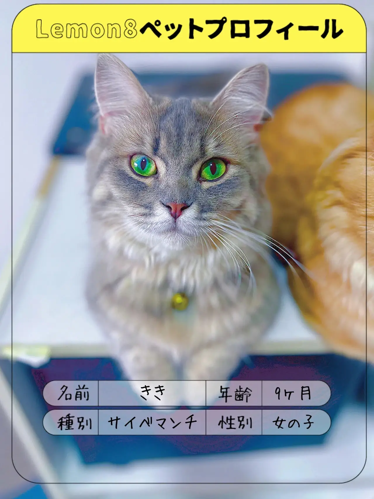 子猫紹介①鮮やかなグリーンアイ！ききちゃん | 💎あすママと5匹のにゃんこ💎が投稿したフォトブック | Lemon8
