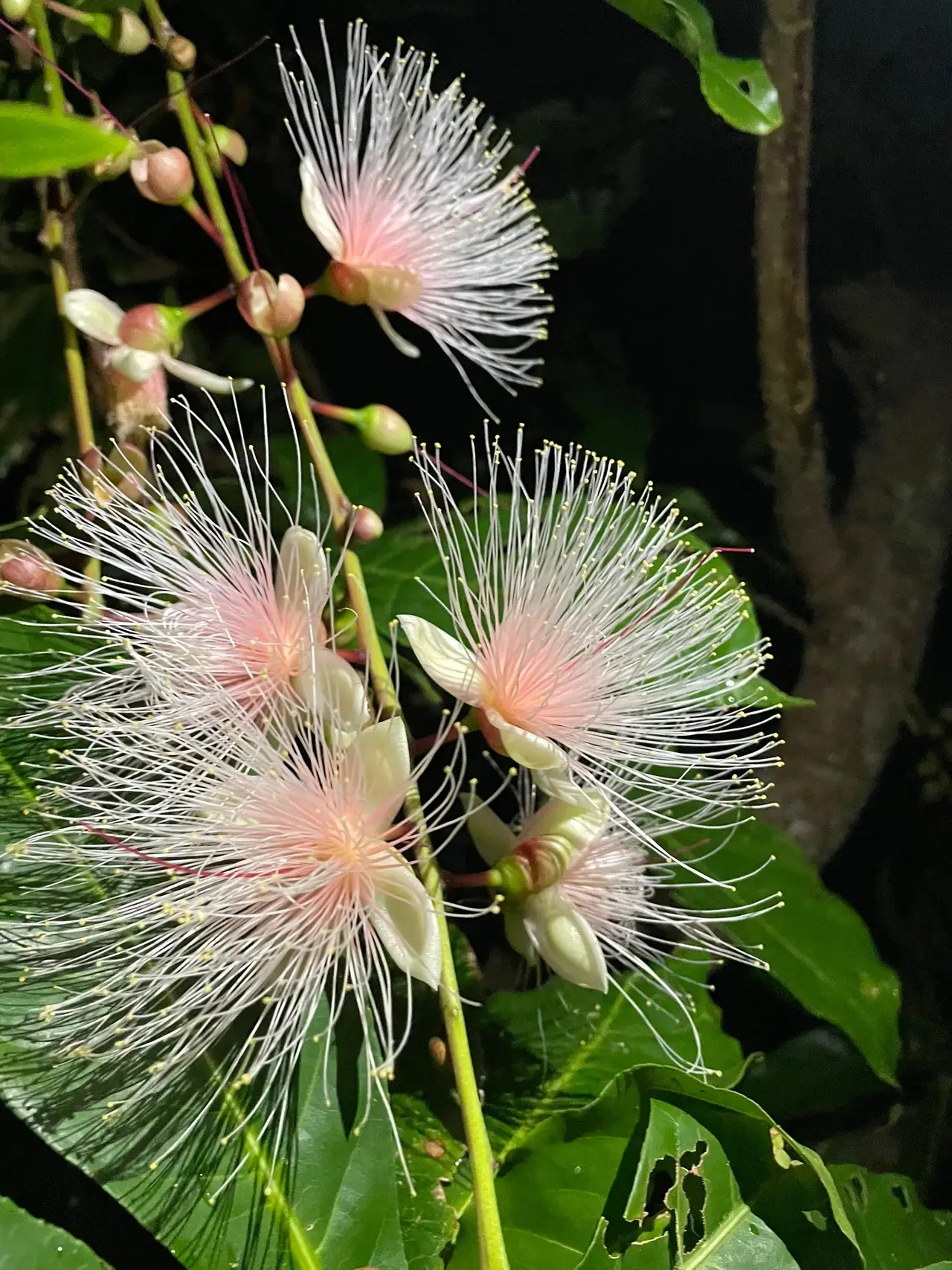 宮古島】一夜限りの幻の花🌸儚く幻想的なサガリバナ | 美容ナースの休日旅が投稿したフォトブック | Lemon8