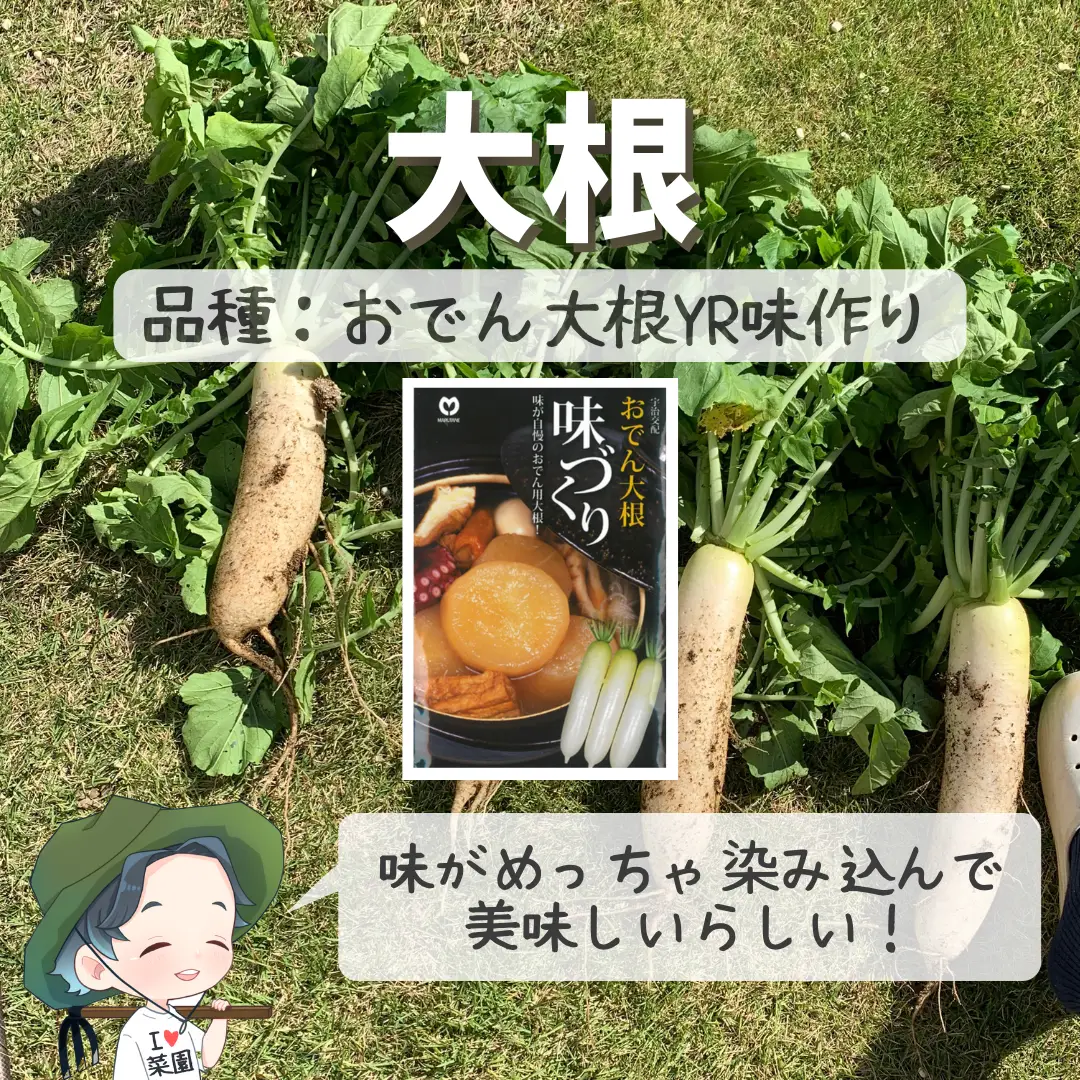 品種 紹介 №４ 【菜花・ほうれん草・大根・白菜・玉ねぎ】 - 野菜