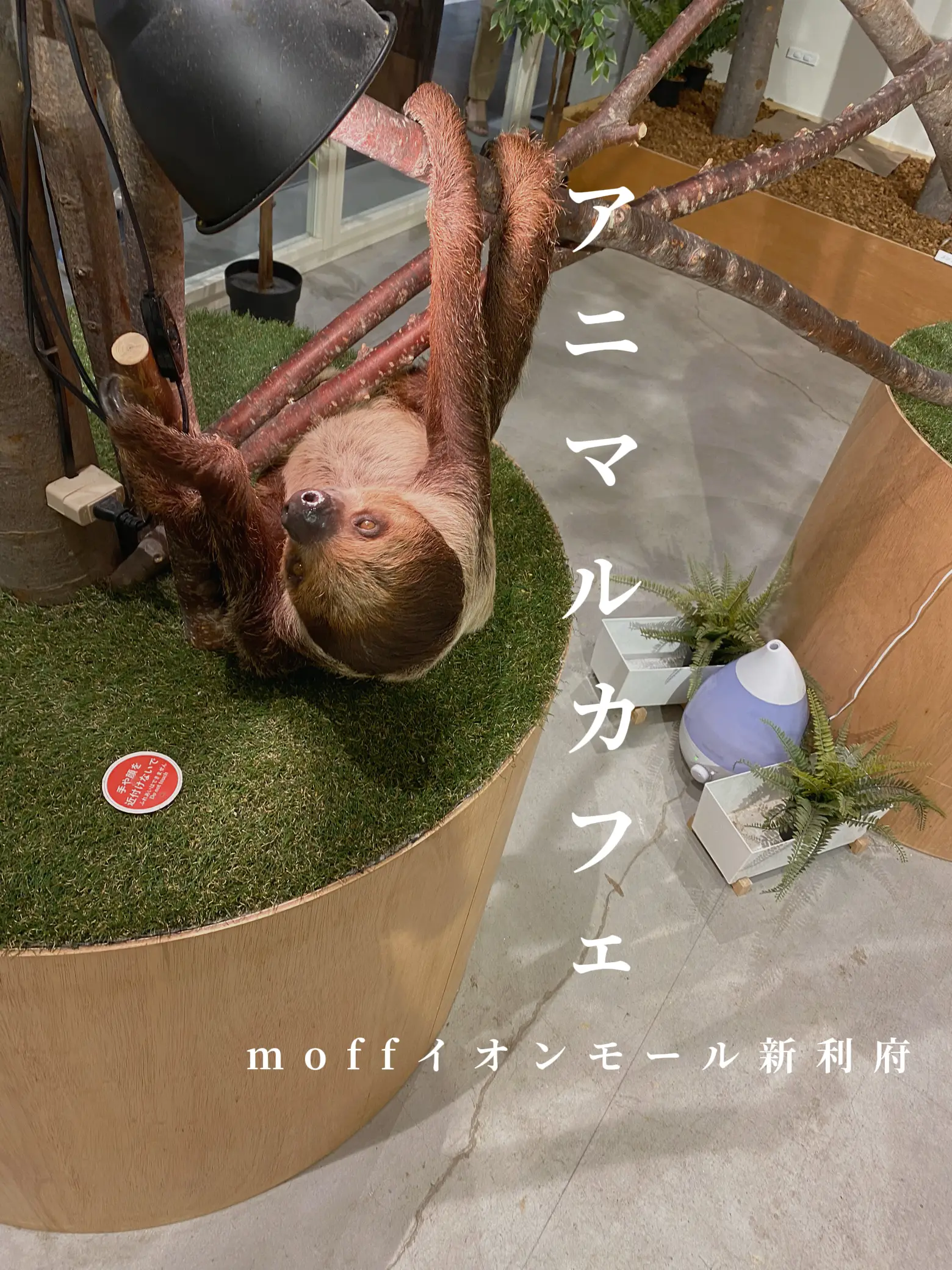 ちゃお様ご確認 名入れアニマルプレートカジュアルギフトセットnormal 