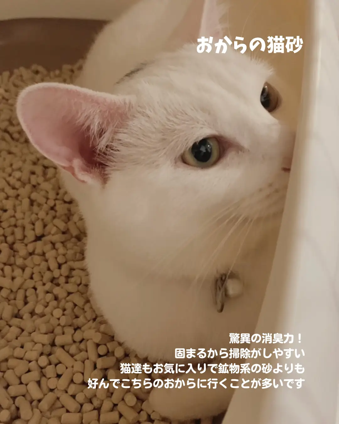 猫のおすすめグッズ - Lemon8検索